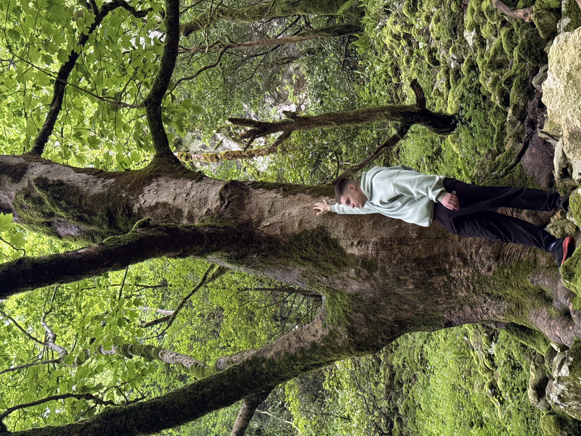 A person lies prone on a large, moss-covered tree trunk in a lush, green forest. The person, wearing a light-colored hooded sweatshirt and dark pants, has their hand resting on the tree trunk. The surrounding environment features dense foliage, including trees with vibrant green leaves and mossy rock formations. The location is the city of Tsabal, Abkhazia.