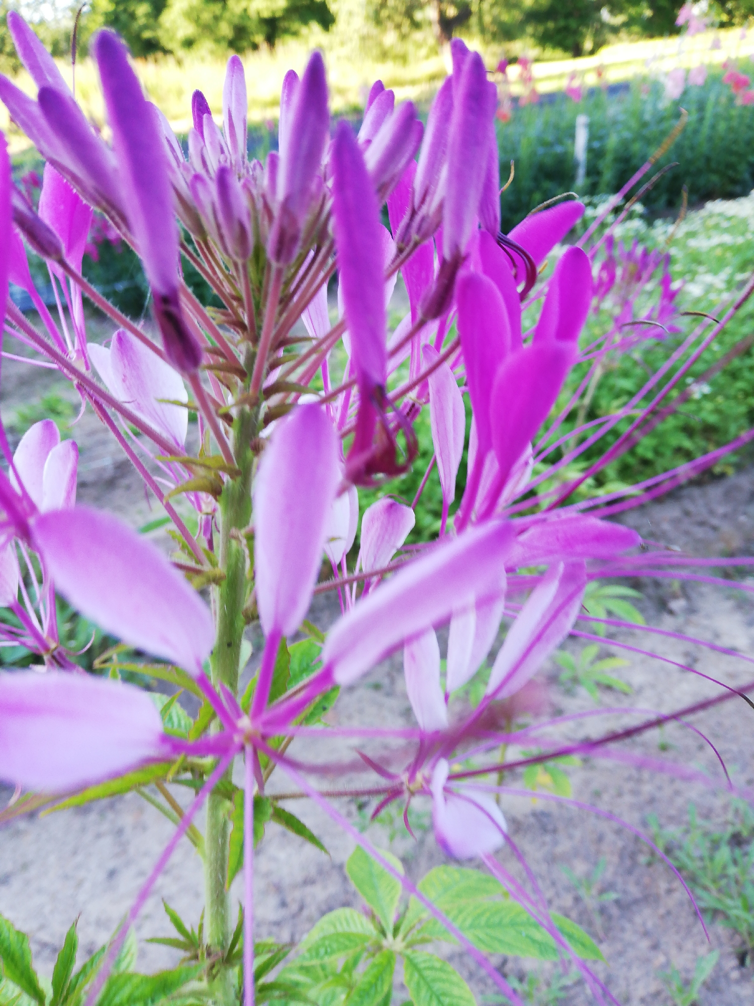 A close-up shot focuses on a pink spider flower (Cleome hassleriana) in bloom, with its delicate petals and long, thin stamens extending outwards. The flower stalk is green and fuzzy, with smaller leaves visible lower down. In the background, out of focus, are more spider flowers and lush green foliage, suggesting a garden or park setting. The ground appears to be a mix of dirt and grass. The overall impression is one of natural beauty and vibrant color. The image may have been taken in the vicinity of Новапагосцкі сельскі Савет, Belarus, a rural area known for its natural landscapes and agricultural activities.