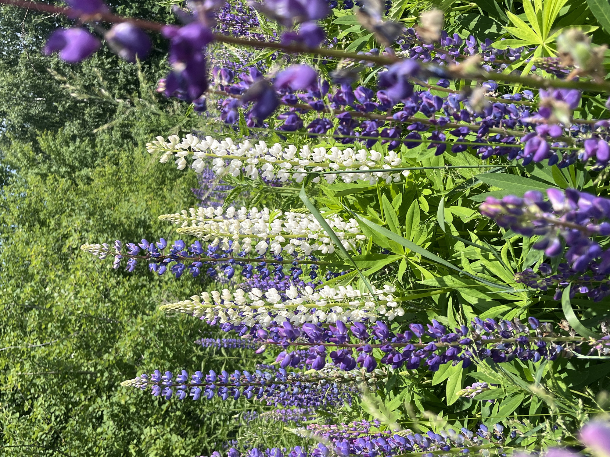 In Vasilyevo, Russia, a vibrant meadow is depicted under a bright sky, showcasing a dense field of lupine flowers. The lupines exhibit a striking variety of colors, with tall spires of deep purple and pure white blooms dominating the foreground and midground. Some purple lupines are in sharp focus, revealing intricate petal structures, while others, along with the white blooms, are slightly blurred. The plants are interspersed with lush green foliage and broad leaves, creating a rich tapestry of color and texture. In the background, a dense stand of trees with vibrant green leaves forms a natural backdrop, suggesting a woodland edge or a park setting. The sunlight casts a warm glow on the scene, enhancing the brilliance of the flowers and the freshness of the greenery. There are no people or animals visible in the image.
