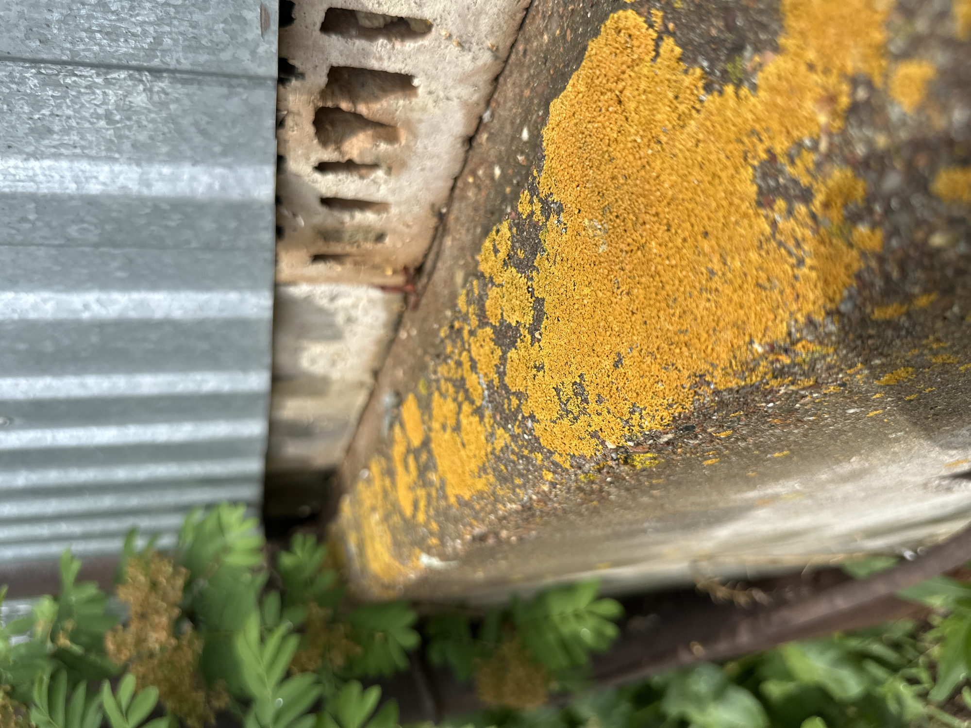 This close-up, low-angle shot captures a textured outdoor scene in the city of Unknown, Unknown, under natural lighting conditions. The primary subject in the foreground is a rough, concrete or stone ledge, heavily colonized by patches of vibrant, granular yellow-orange lichen (Xanthoria parietina, or similar species). The lichen covers a significant portion of the top surface of the ledge, displaying varying densities and irregular boundaries against the dark gray and brown substrate.
Behind this ledge, in the midground, a section of a light brown, possibly hollow brick or concrete block foundation is visible. This structure exhibits multiple rectangular and irregular perforations or gaps, suggesting a weathered and possibly porous material.
In the background, a large, vertically oriented corrugated metal sheet, likely galvanized steel due to its silvery-gray, textured appearance, rises above the brickwork. The corrugations create distinct vertical lines and reflections.
To the far left of the frame, out of focus, a mass of green foliage with small, compound leaves and some brownish, dried flower clusters (possibly from a shrub or small tree) partially obscures the background elements. No people, animals, or specific actions are depicted. The overall impression is one of natural overgrowth and weathering on man-made structures.