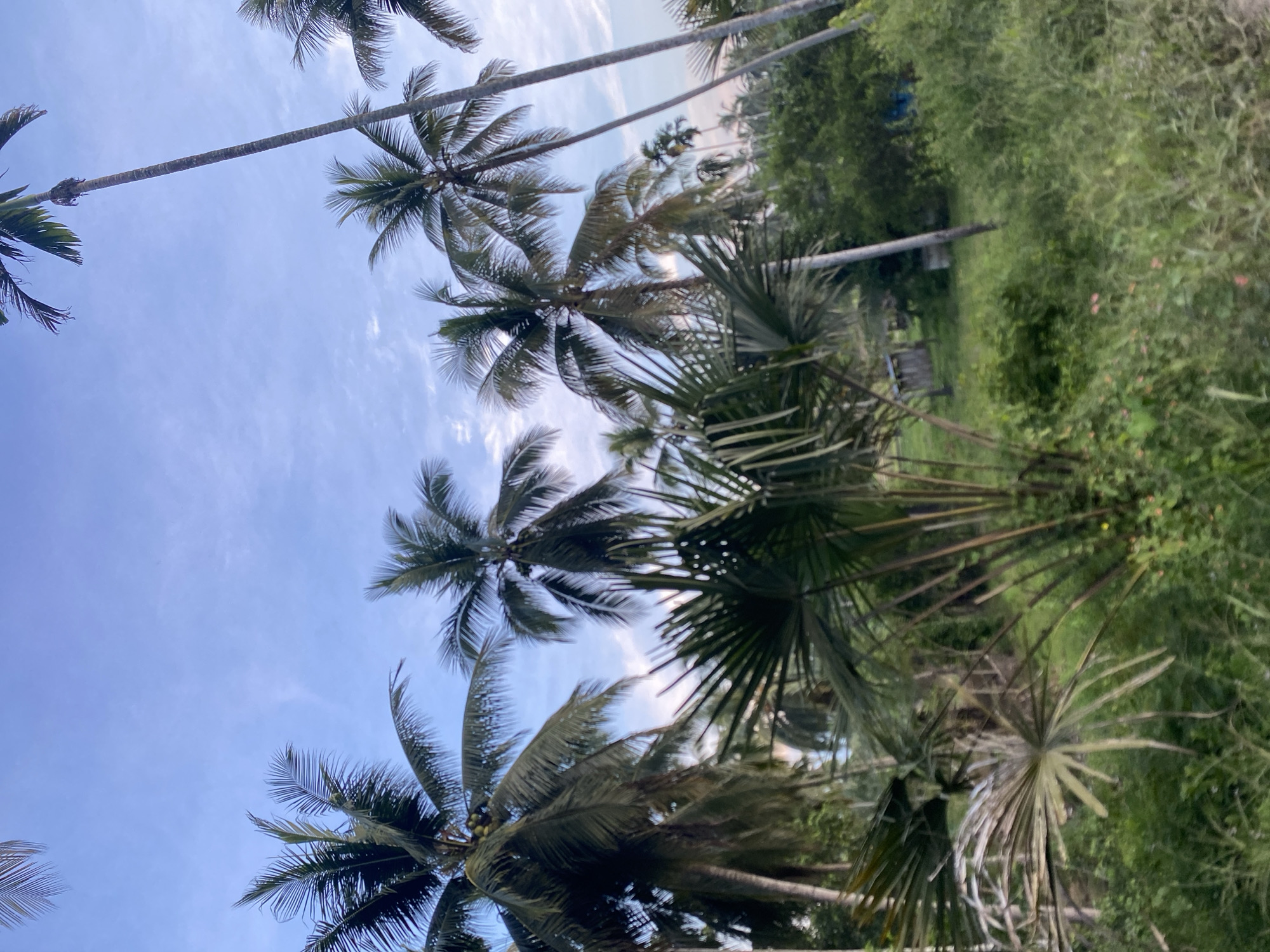 The image shows a view looking up through coconut trees in Kruengbeukah, Indonesia. The trunks of the trees extend upwards into a light blue sky with some wispy clouds. On the right side of the frame, there is dense green foliage, including various shrubs and grasses. The leaves of the palm trees are visible, with their characteristic fronds extending outwards.