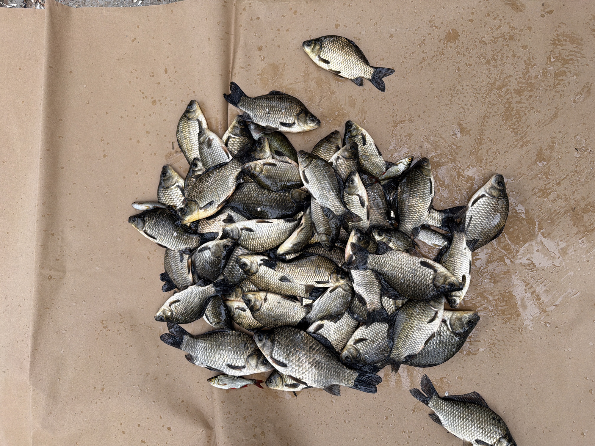A pile of freshly caught fish lies on a brown, textured surface. The fish, varying in size, are mostly silver and grey with dark fins and scales. They are arranged in a cluster, with some overlapping. The surface they are on appears to be wet, with water droplets visible. Two individual fish are positioned slightly apart from the main pile. One fish is on the left side of the frame, and another is on the right side. The lighting is even, and the image is taken from a top-down perspective.
