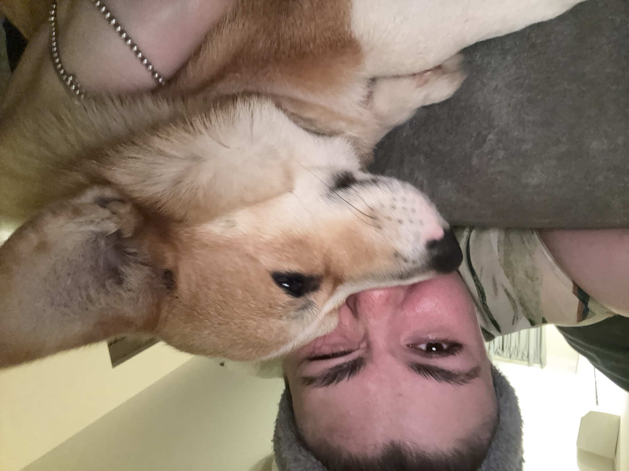 A person is lying on their back with a corgi dog lying on top of their face. The dog's nose is directly on the person's nose. The person has a chain necklace on and is wearing a grey hoodie. The background includes a grey cushion and an indistinct room with light colored walls and curtains. There is no information in the image to suggest that the location is Votkinsk, Russia.