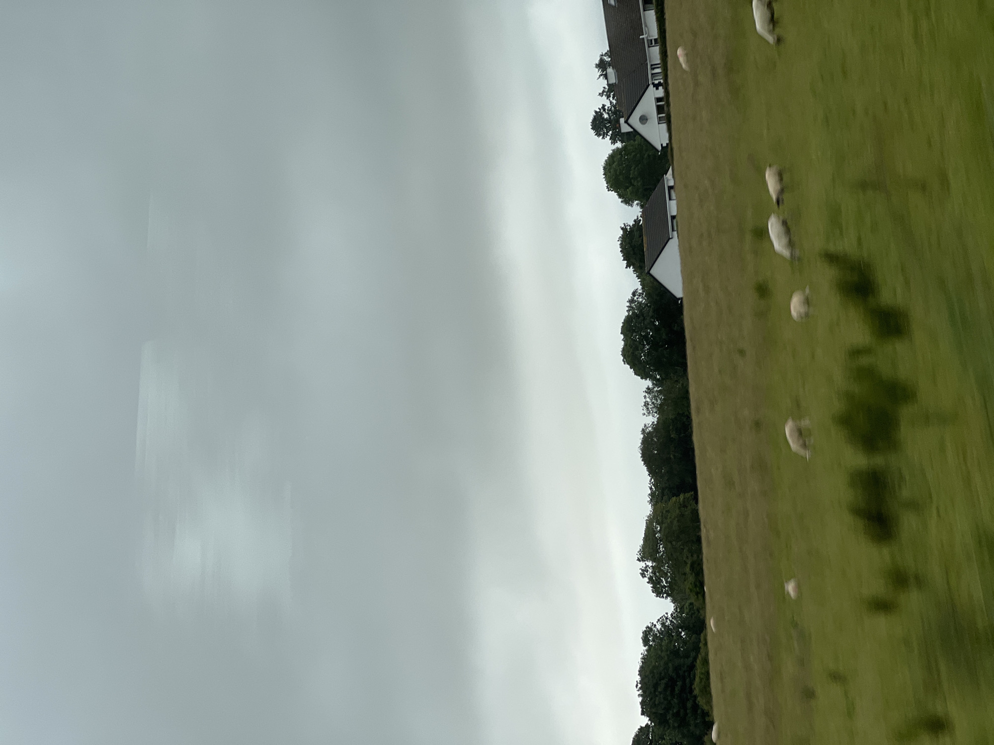 The image depicts a pastoral scene in Carrowcannon Lower, Ireland, under an overcast sky. In the foreground, a green field slopes upward, dotted with several white sheep grazing. The sheep are scattered across the field, some appearing as blurry shapes due to motion. Further up the slope, a line of trees forms a dark green band across the landscape. Behind the trees, several white houses with dark roofs are visible, nestled into the hillside. The sky is a uniform gray, indicating cloudy weather. The overall impression is one of a serene, rural Irish countryside.
