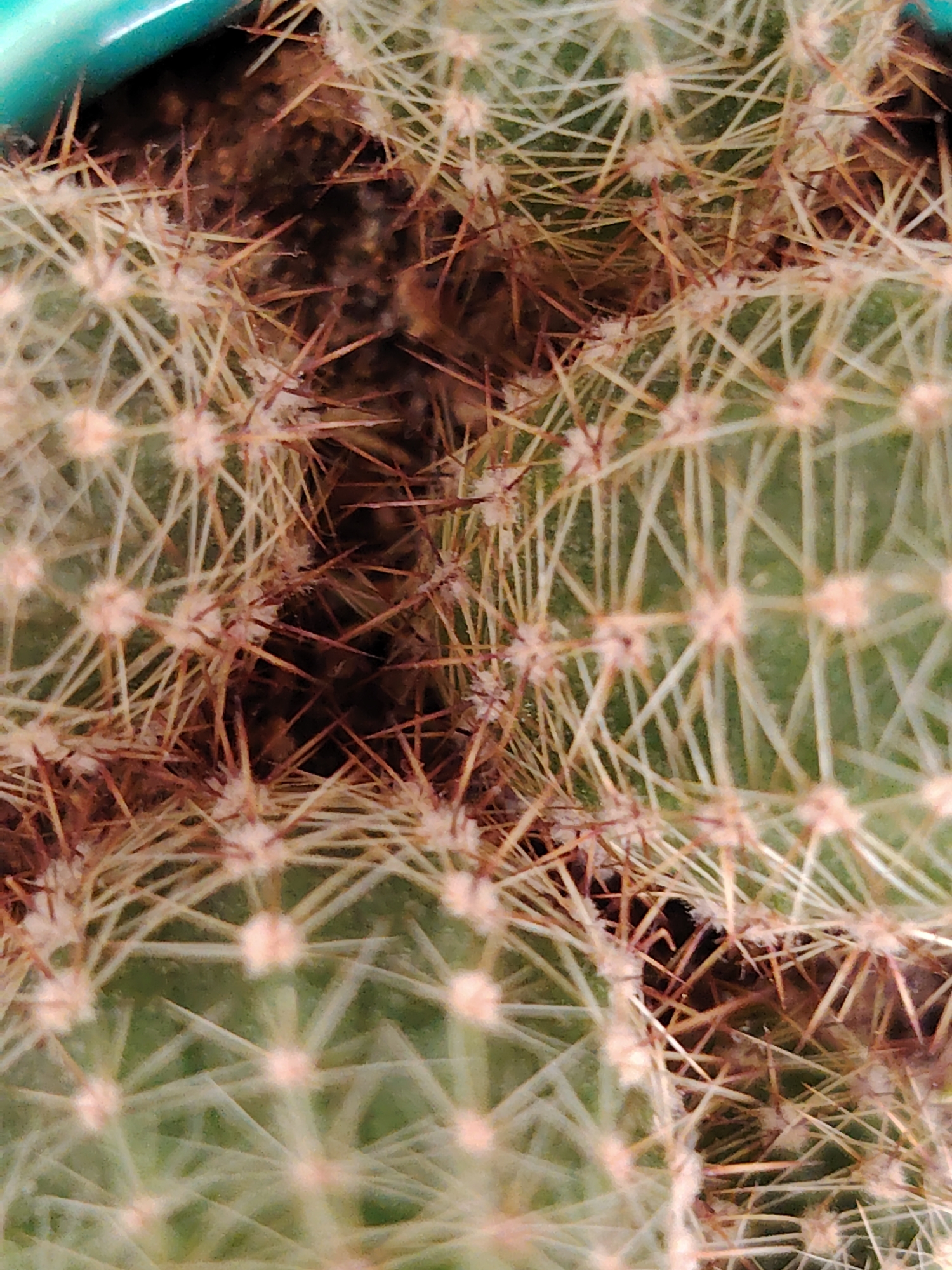 The image is a close-up, overhead shot of a cactus. The cactus is green with numerous sharp, thin spines that are light brown and white. Some of the spines have reddish tips. In the center of the cactus, there is a dark, shadowed area where the plant's segments meet. The texture of the cactus skin is visible, showing a slightly bumpy surface. The top left of the image shows a sliver of a bright teal rim, suggesting the cactus is in a pot. The overall lighting is natural and bright, highlighting the intricate details of the cactus's spines and form. There is no text visible in the image. The context provided indicates the location is Moscow, Russia.