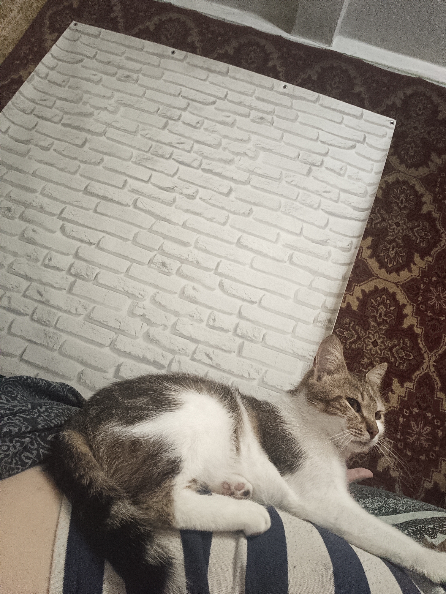 A cat is resting on a person's lap in an indoor setting. The cat is predominantly white with patches of grey/brown fur, and is lying down with its paws extended. The person's clothing has blue and white stripes. In the background, there is a patterned rug and a sheet of white brick-patterned wallpaper. It's not possible to verify the location in Biliaivka, Ukraine based on the provided image.