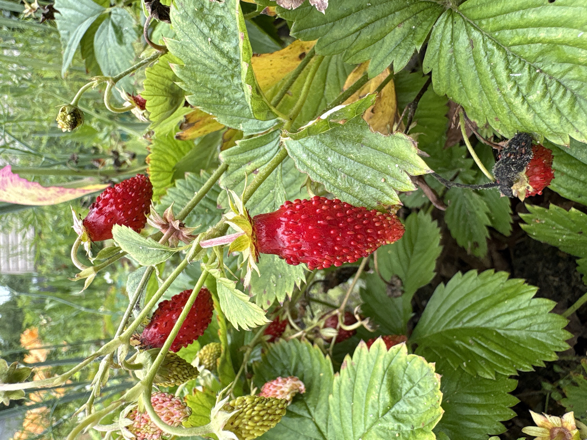 The image is a close-up, eye-level shot of a strawberry plant in an outdoor garden setting. Ripe and unripe strawberries are visible, along with green leaves and stems. The focus is on the fruit, with some strawberries showing a vibrant red color and others in various stages of development, appearing green or pinkish. The leaves are lush and green, with some showing signs of yellowing or browning. The background is softly blurred, suggesting a natural environment with other plants and possibly some fencing or structures in the distance. The lighting appears to be natural daylight. The image does not contain any people or specific landmarks that would indicate a location within the city of Ветлужский, Russia.