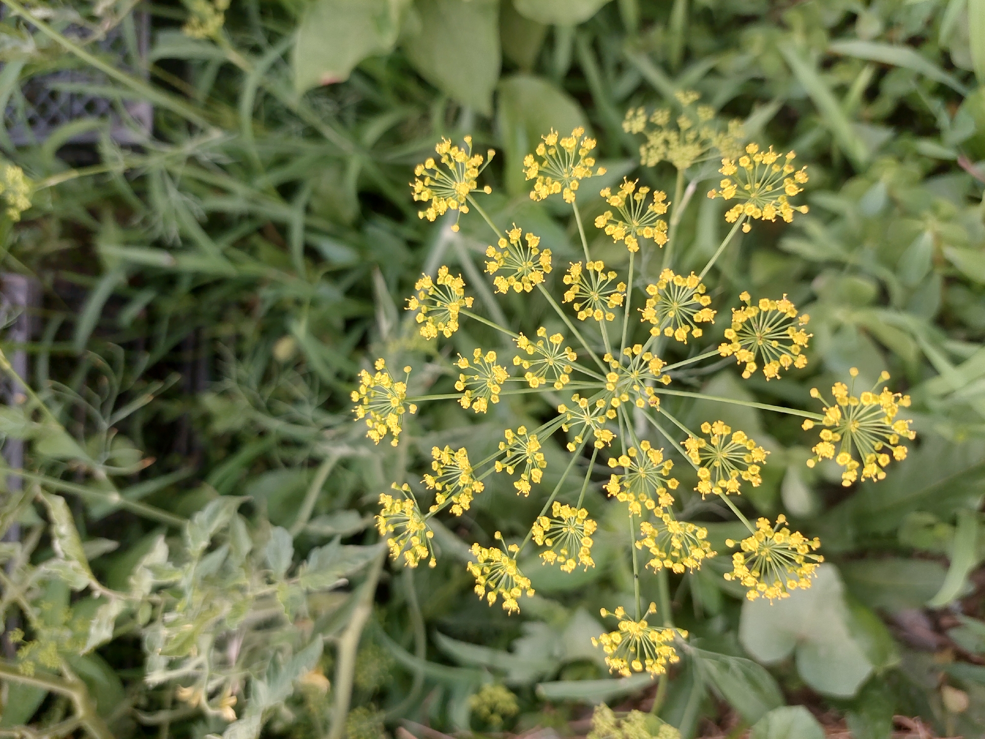 The image displays a close-up, top-down view of a cluster of small, yellow flowers, likely dill flowers, blooming on thin stems. The flowers are arranged in an umbel pattern, with many tiny blossoms radiating from a central point. The foreground is dominated by these delicate yellow blooms and their green stems, which are sharp and in focus.
The background is a blur of green foliage, suggesting a garden or natural outdoor setting. The leaves are varied in shape and texture, with some appearing broad and others feathery, indicative of different plant species growing together. The overall impression of the background is one of lushness and growth.
There are no people or animals visible in the image. The scene appears to be a still-life of the flowering plant. The lighting suggests it might be daytime, possibly overcast or dappled light, as there are no harsh shadows. The focus is entirely on the intricate details of the flowers, highlighting their natural beauty. No text is visible in the media file.