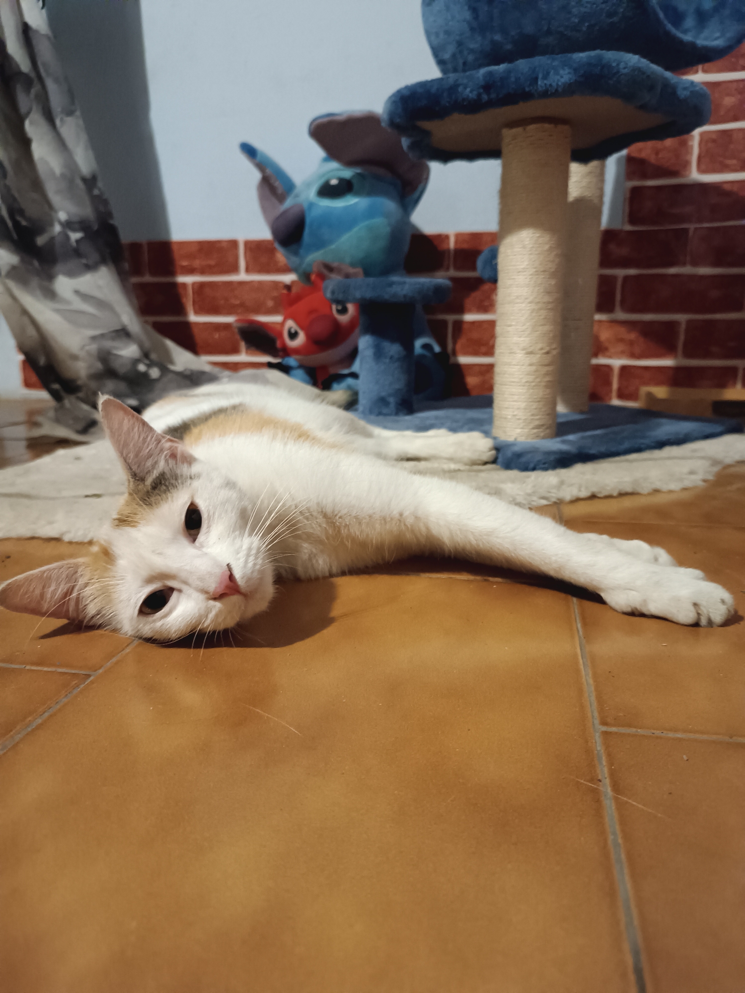 A white and calico cat lies relaxed on a tiled floor, extending its front right paw. The cat, predominantly white with patches of light brown/orange and hints of grey/black fur on its head and back, has dark brown eyes and a pink nose, and looks directly at the viewer with a calm expression. Its head rests on the warm-toned, terracotta-colored tiled floor, which has visible dark grout lines.
In the background, to the left, a patterned curtain with grey and white tones is visible. Towards the center and right, a light blue wall features a faux red brick pattern along its lower section. A blue cat tree with sisal-wrapped scratching posts stands behind the cat. On or near the cat tree, two plush toys are visible: a larger blue one resembling Stitch from Disney's Lilo & Stitch, and a smaller red plush toy. A light-colored, fluffy rug is partially visible beneath the cat tree and near the cat. The scene is indoors, in Viadana, Italy, with soft lighting illuminating the domestic setting. No text is visible in the image.