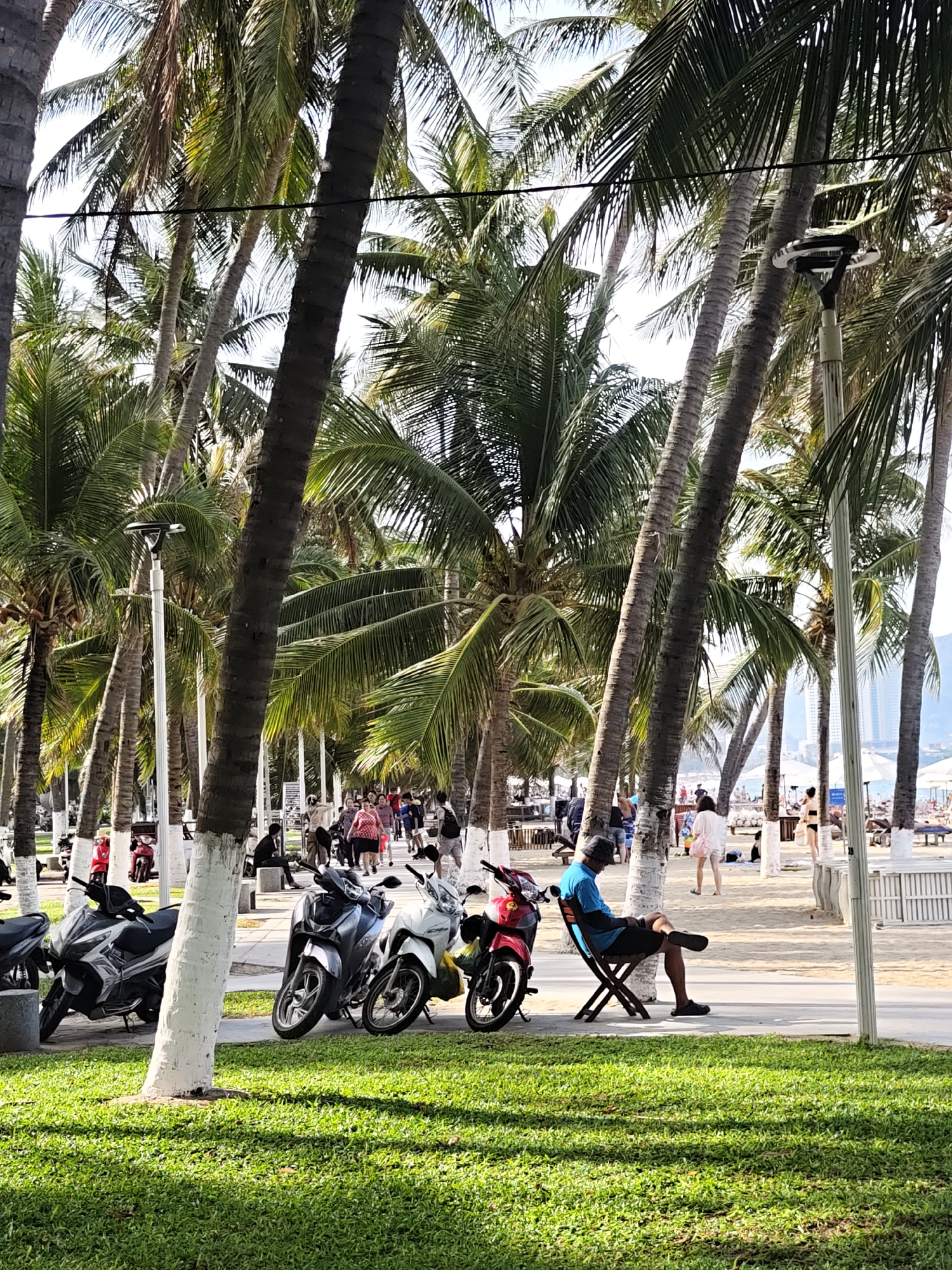 The image depicts a sunlit scene along a beach promenade in Nha Trang, Vietnam, likely in a coastal ward. Tall palm trees with lush green fronds line the walkway, casting dappled shadows on the paved path and the vibrant green grass in the foreground. Several motorcycles are parked along the path, with one red scooter prominently displayed on the left.
In the middle ground, a man is seated on a folding chair, facing away from the camera, appearing relaxed. He is wearing a blue and black shirt and dark shorts. Behind him, a group of people are walking along the promenade, some in casual attire, suggesting a leisurely atmosphere. Further in the background, the sandy beach is visible, with scattered beach chairs and umbrellas, and a glimpse of the ocean and distant buildings. The overall impression is of a typical sunny day at a popular seaside resort.