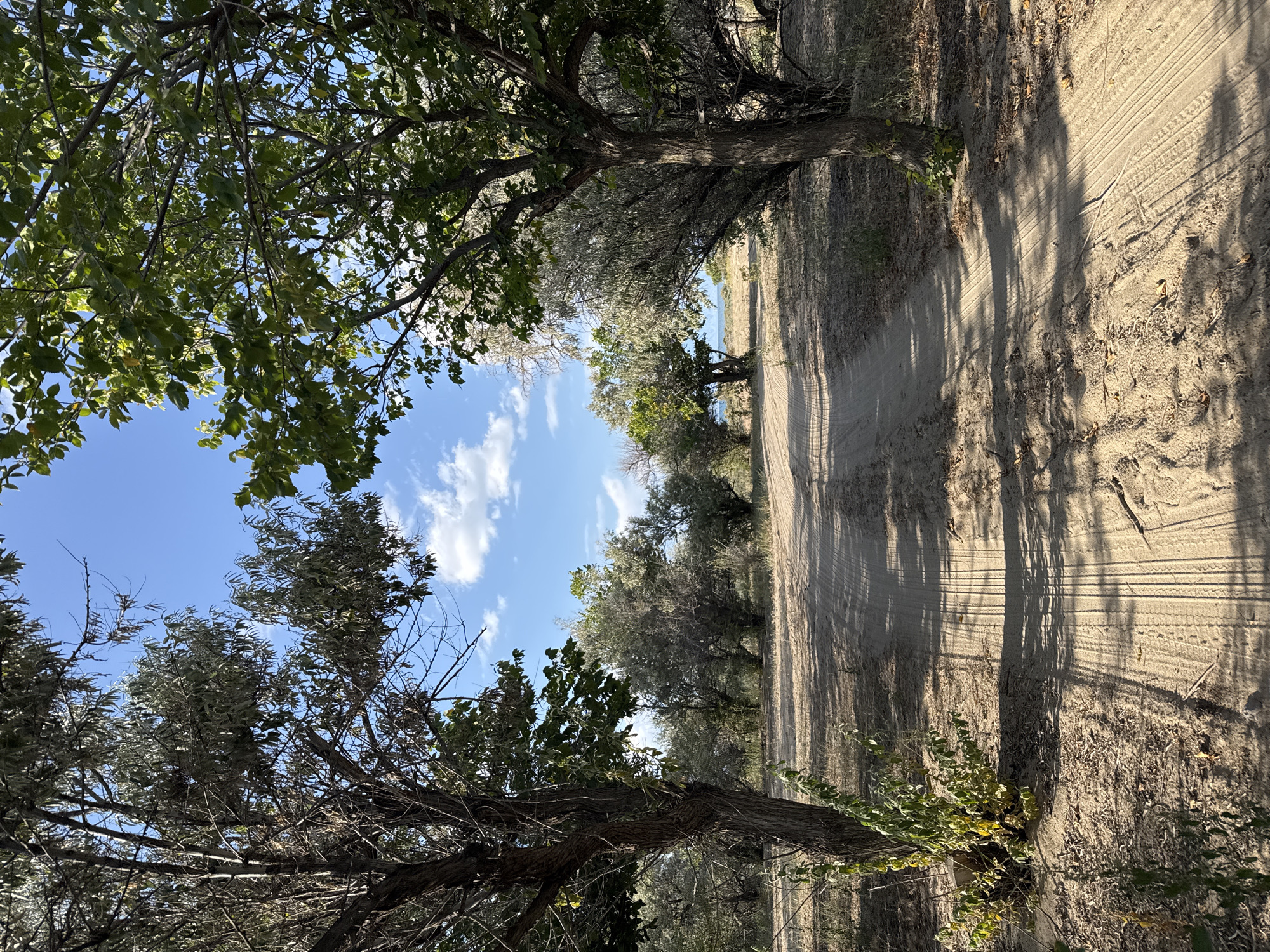 The image depicts a sandy road winding through a sparse, treed landscape. The road shows clear tire tracks, indicating recent vehicular traffic. On either side of the road are trees with rough bark and foliage, some appearing more mature and full, others sparser. The ground is covered in sand and dry vegetation, with shadows cast by the trees on the road. In the background, more trees and a faint body of water, possibly a lake or the sea, are visible under a bright blue sky with scattered white clouds. There are no people or animals present in the scene. The location is identified as Basbeshik, Kyrgyzstan.