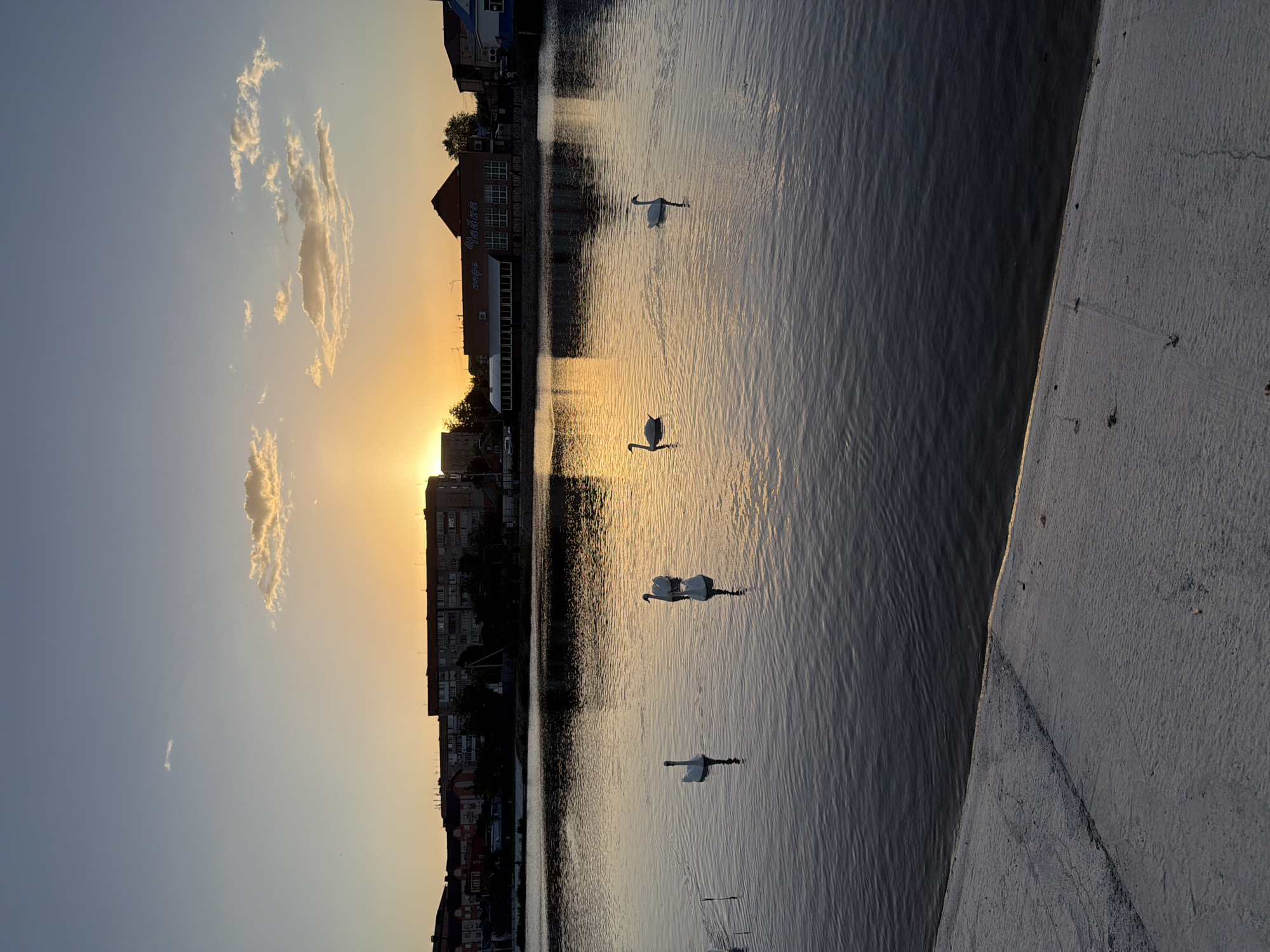 The image shows a body of water with several swans swimming in it. Buildings line the opposite shore, silhouetted against a setting sun. Wispy clouds are visible in the sky. A concrete embankment is in the foreground. The location is Leningradskaya, Russia, indicated by the presence of a building with the Russian word "Чайка", which translates to "Seagull".