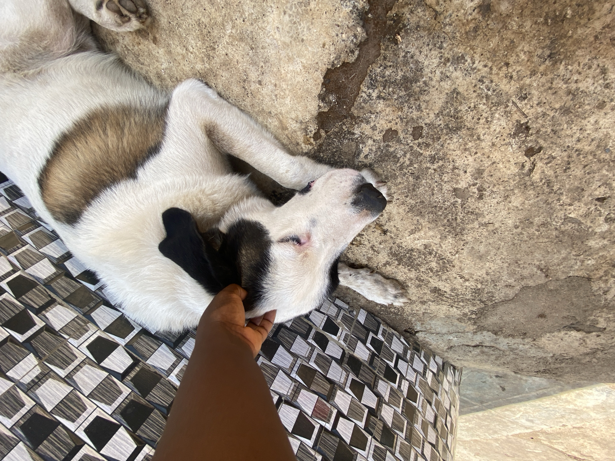 The image displays a tranquil scene featuring a large dog lying on its back or side, predominantly white with significant brown/tan patches on its body and black fur around its ears and muzzle. Its paws are visible, suggesting a relaxed posture. A person's arm and hand, with dark skin, are gently stroking or holding the dog's head and neck area. The dog appears calm and possibly sleepy, with its eyes partially closed, seemingly enjoying the affection.
The setting consists of two distinct surfaces. To the lower left, there is a patterned tiled area with a geometric, mosaic-like design in shades of black, white, and grey, creating a three-dimensional cube effect. Adjacent to this, extending across the upper and right portions of the frame, is a rough, light brown/grey concrete or stone surface, showing signs of wear, including visible stains and cracks. The bright, natural light indicates it is daytime. This intimate interaction takes place in Maigizo, Nigeria. No text is visible in the image.