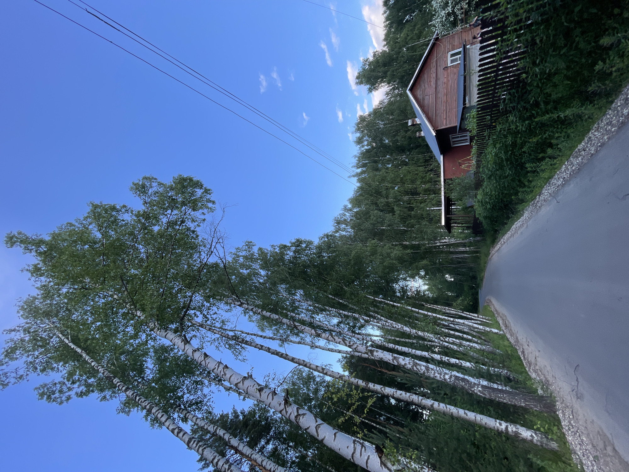 The image depicts a rural scene in Zarechnyy, Russia, on a clear day, likely late afternoon or early evening due to the soft lighting. The main subjects are a wooden house with a red-brown exterior and a dark roof, situated behind a dark wooden fence. The house has at least two windows visible, one with white trim. Adjacent to the house is a paved road that curves gently to the right and disappears into the distance, bordered by lush green grass and dense trees.
Dominating the left side of the frame is a striking row of tall, slender birch trees with their characteristic white, black-marked bark and vibrant green foliage. Their branches reach upwards towards the clear blue sky, which is dotted with a few small, wispy white clouds. Overhead, a set of power lines stretch across the sky, a subtle human element in the natural landscape.
The overall mood is peaceful and serene, evoking a sense of quiet rural life. There are no people or animals visible in the image, and no text is present. The scene is characterized by the contrast between the man-made elements, such as the house, fence, road, and power lines, and the natural beauty of the trees and sky.