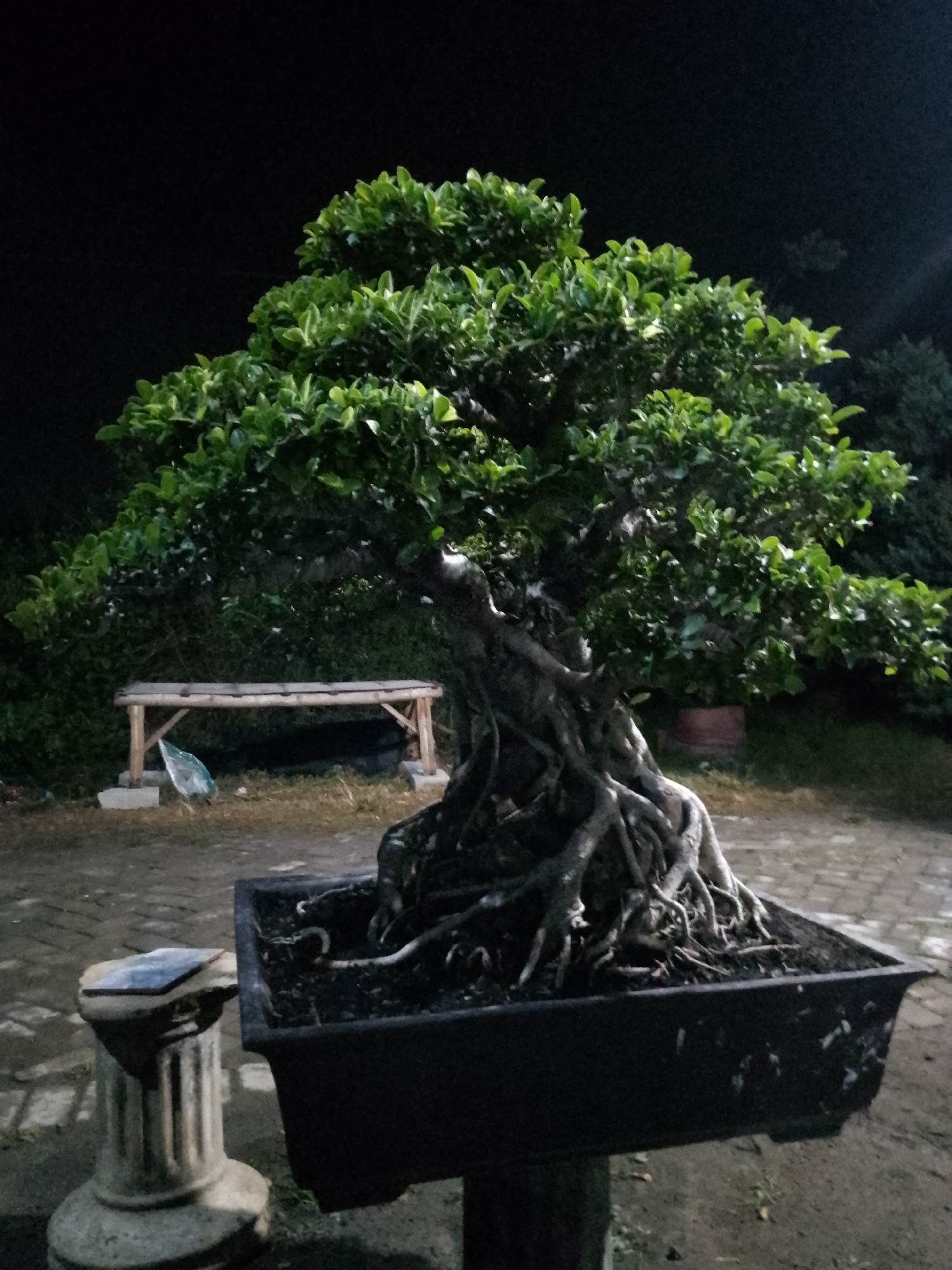 The image depicts a well-maintained bonsai tree in a dark, outdoor setting, likely at night given the deep shadows and the apparent artificial lighting. The bonsai, with its intricate root system exposed and dramatically twisting above the soil, is planted in a large, rectangular, dark-colored pot. To the left of the bonsai, a weathered, fluted stone pedestal supports a flat, dark object, possibly a book or a tile. In the background, a rustic bench constructed from bamboo poles rests on concrete blocks. A crumpled plastic bag, possibly clear or white, lies on the ground beneath the bench. The ground is a mixture of paved stones and dry earth or grass. Behind the bench, dense, dark foliage forms a backdrop, with the faint outline of more trees and what appears to be a terracotta pot visible in the far distance. The overall impression is one of quiet cultivation, possibly in a garden or yard. The location is identified as Kauman, Indonesia.