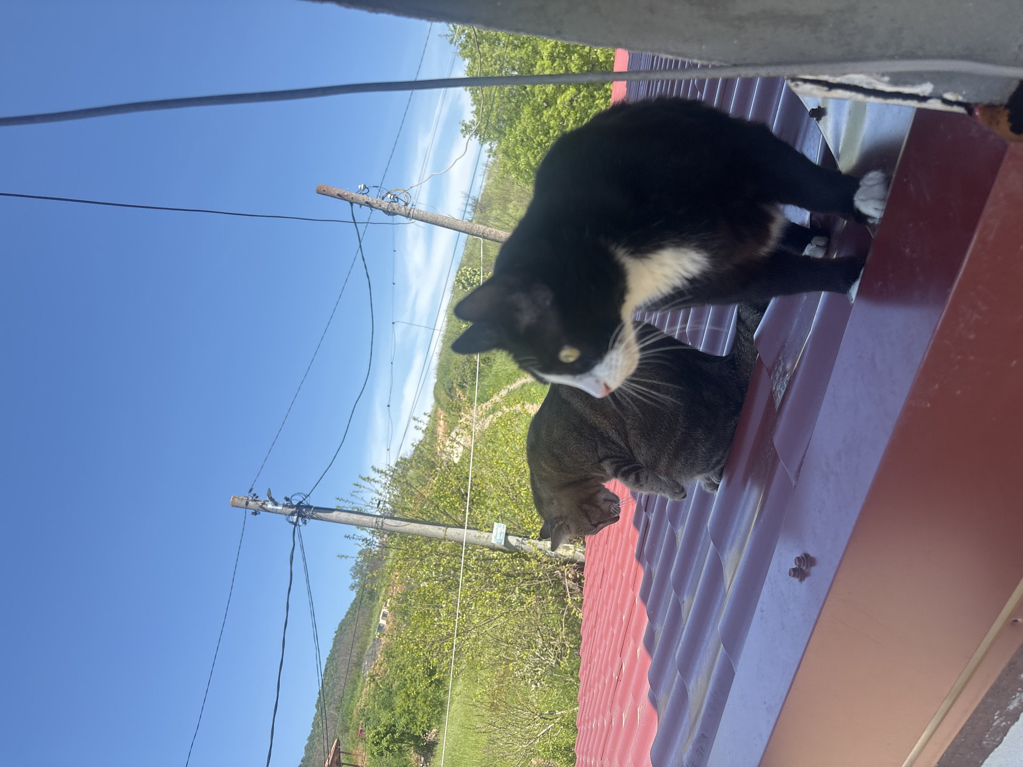 Two cats are on a corrugated red metal roof in Goritsa, Bulgaria. One cat is a black and white tuxedo cat. The other cat is a gray tabby. Utility poles and wires are visible in the background, along with a green hillside and a blue sky with wispy clouds.