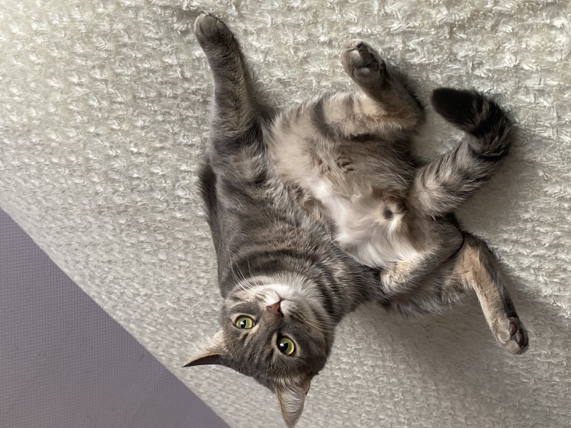 A gray tabby cat lies on its back on a white shag rug, legs splayed and paws relaxed. The cat's green eyes are open and looking directly at the viewer. A small patch of gray wall is visible in the lower left corner of the frame. The location is Markovskii, Russia.
