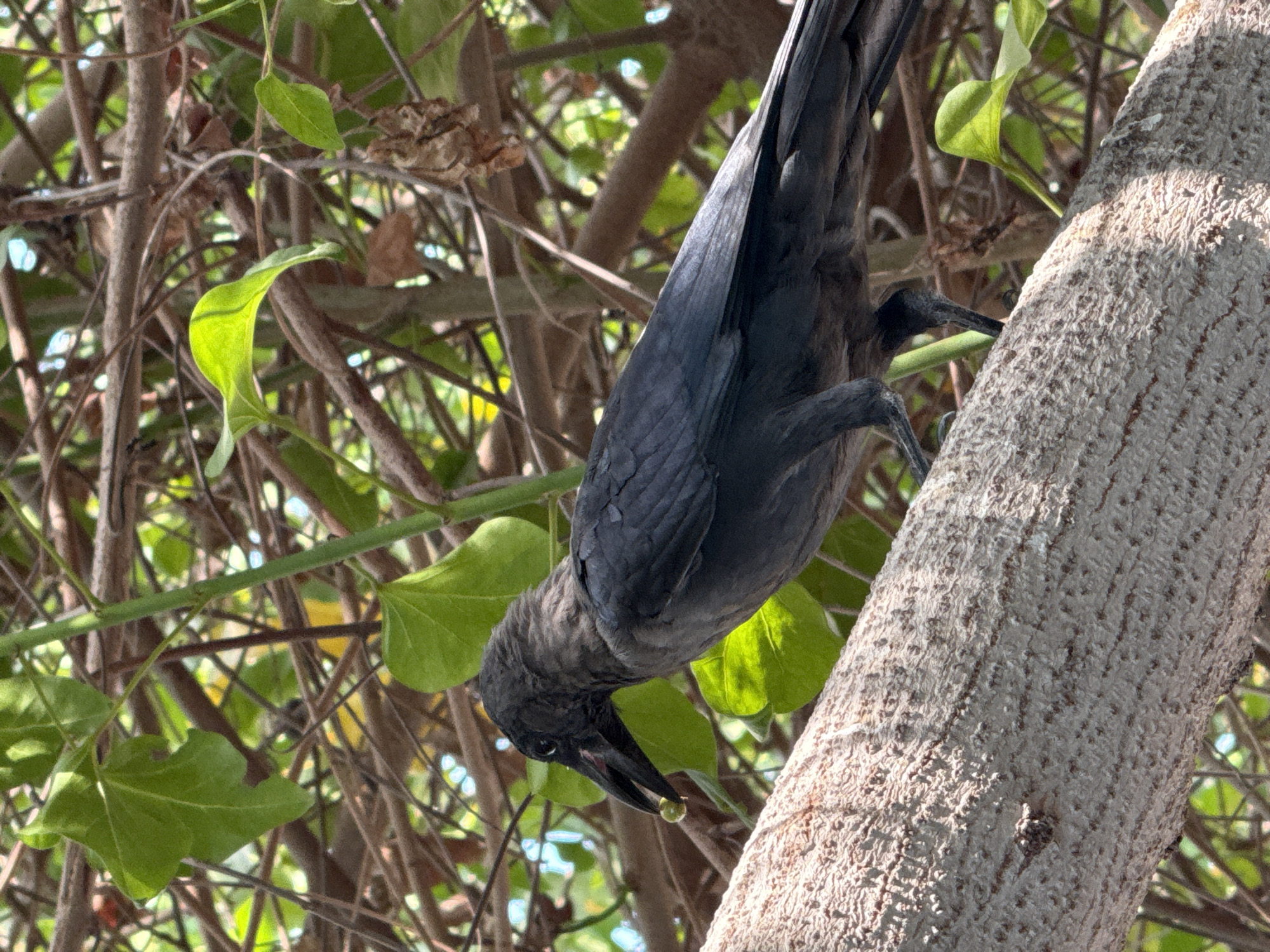 A dark gray bird, likely a crow, is perched on a thick, rough-textured tree branch. The bird is facing to the left, with its beak open and holding a small, light-colored object, possibly food, in its mouth. Its feathers are dark and appear somewhat ruffled. The background is a dense foliage of green leaves and brown branches, suggesting an outdoor environment. The sunlight filters through the leaves, creating dappled light and shadows. The image does not contain any elements that would indicate a specific location within Dubai, United Arab Emirates.