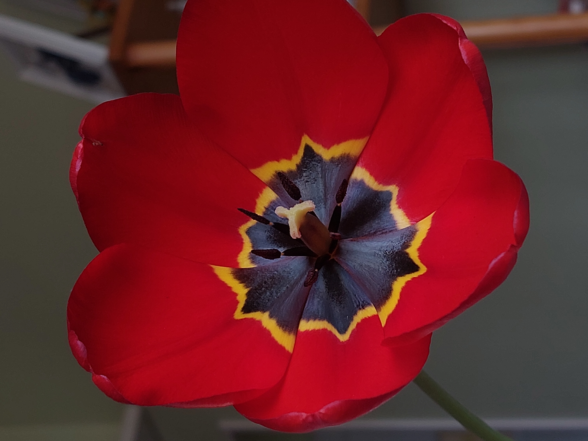 A close-up shot of a vibrant red tulip in full bloom. The flower has six petals, with a central area exhibiting a dark blue-gray color outlined with a jagged yellow ring. The tulip has stamens and a pistil. The background is softly blurred, suggesting an indoor setting, with neutral green and brown tones. There is no indication of the location in the city of Unknown, Unknown.
