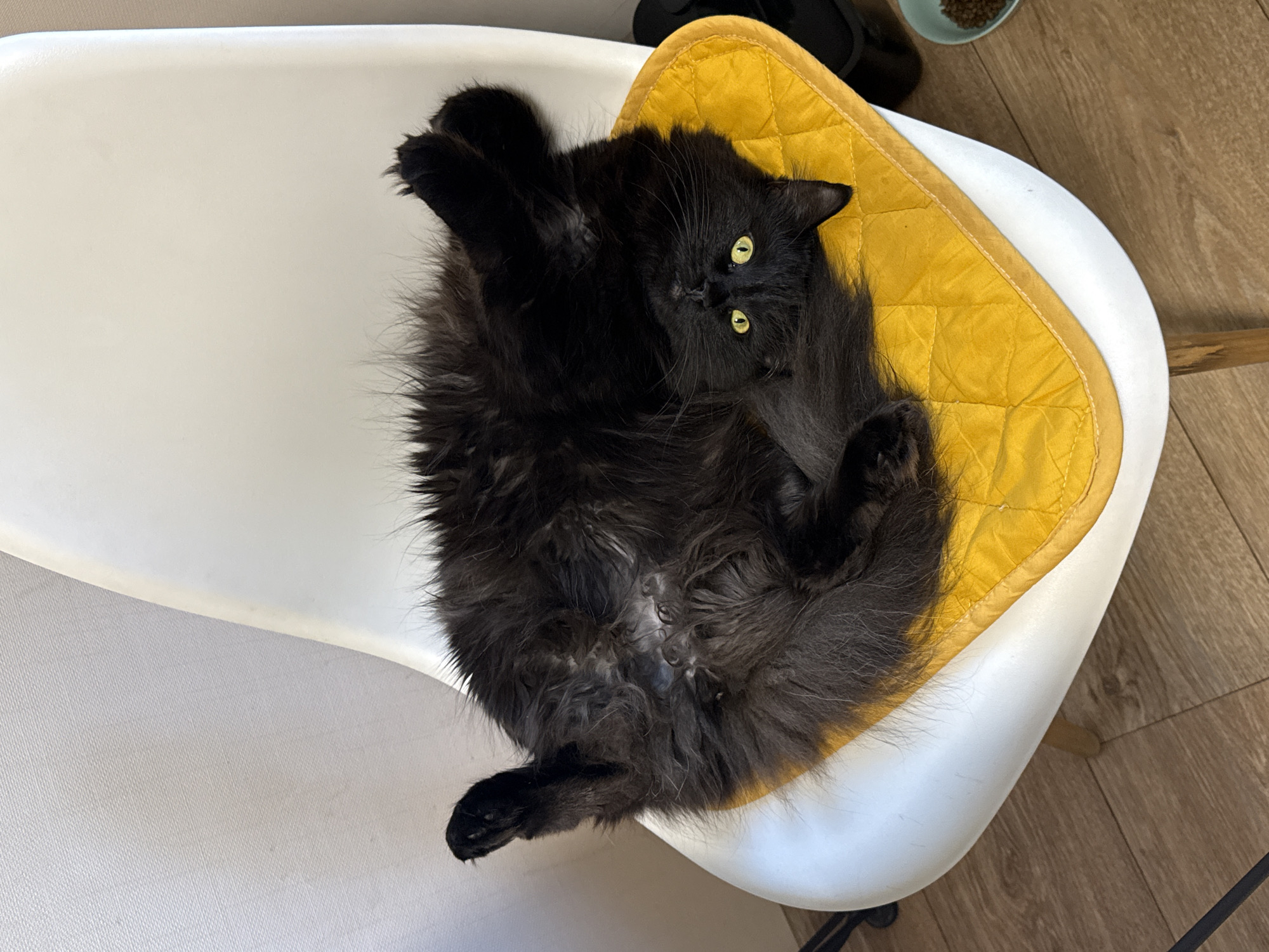 A fluffy black cat with yellow eyes lies belly up on a yellow quilted cushion placed on a white chair. The chair sits on a wooden floor. The cat appears to be looking at the camera. The location is unknown and not necessarily Rostov-on-Don, Russia.