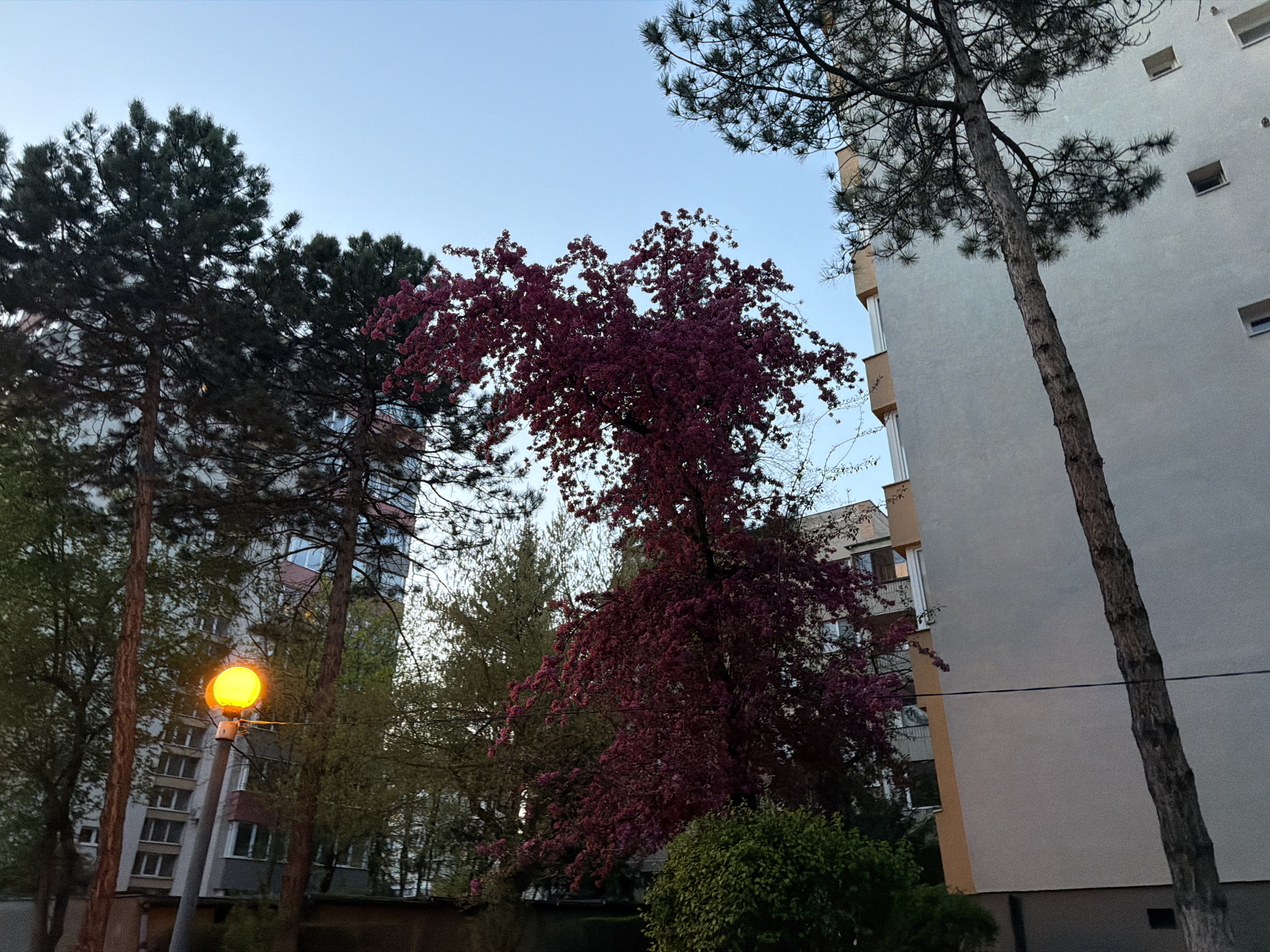 The image depicts an urban scene in Târgu Mureș, Romania, with a mix of natural and architectural elements under a clear sky. Two coniferous trees and a tree with reddish-purple blossoms dominate the foreground. The trees are positioned in front of apartment buildings. A yellow street lamp is visible. A dark green bush is also present. The apartment buildings have simple, rectangular windows and facades in varying shades of beige and white. Power lines run horizontally across the lower right quadrant.