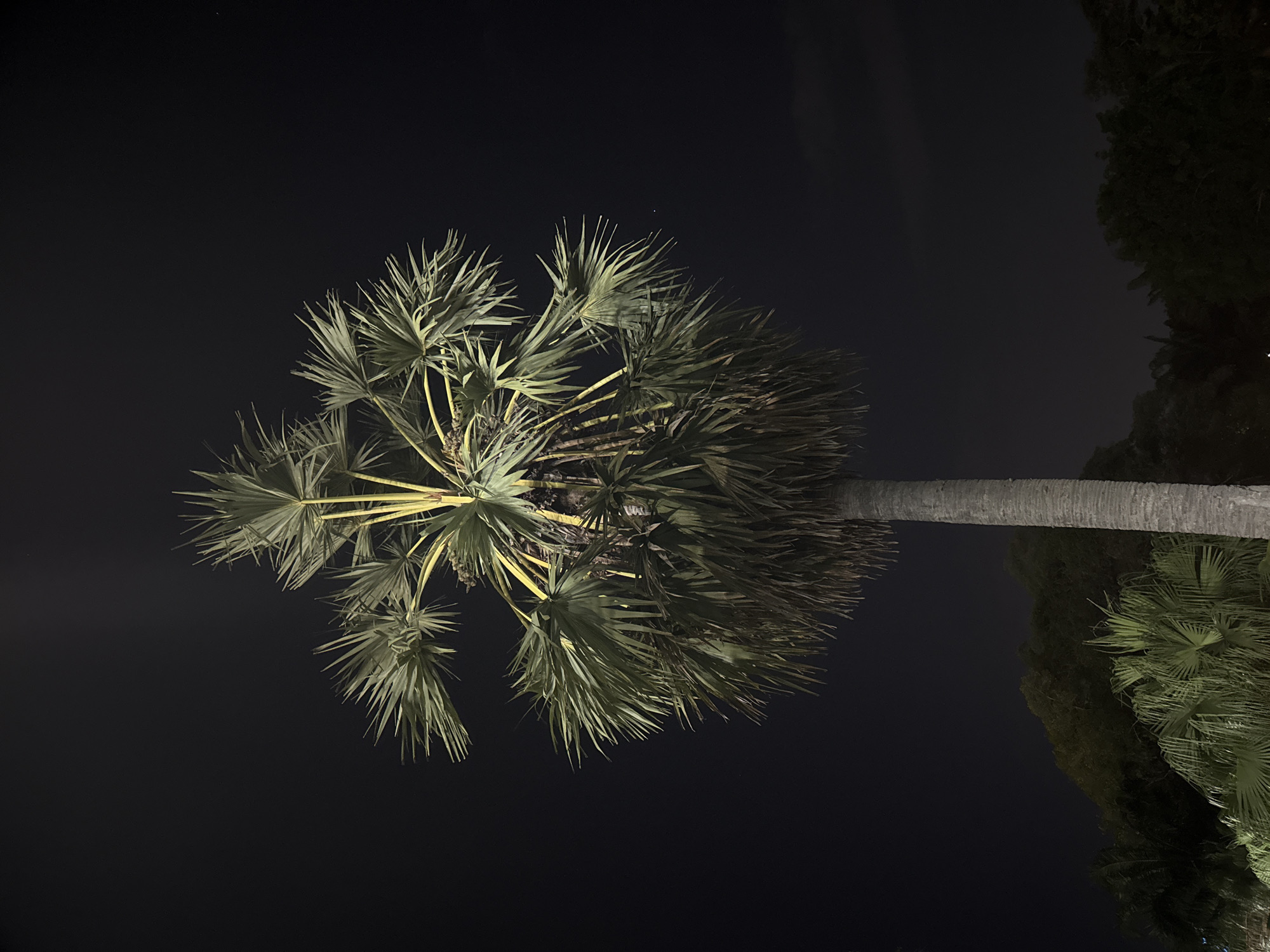 The image captures a palm tree at night, potentially in Phuket City Municipality, Thailand. The tree's trunk extends upwards from the lower right corner, leading to a crown of fan-shaped leaves illuminated by an unseen light source. The background is dark, suggesting a night setting, and additional foliage is visible in the upper right corner. A small point of light, likely a star, is visible in the upper left quadrant.