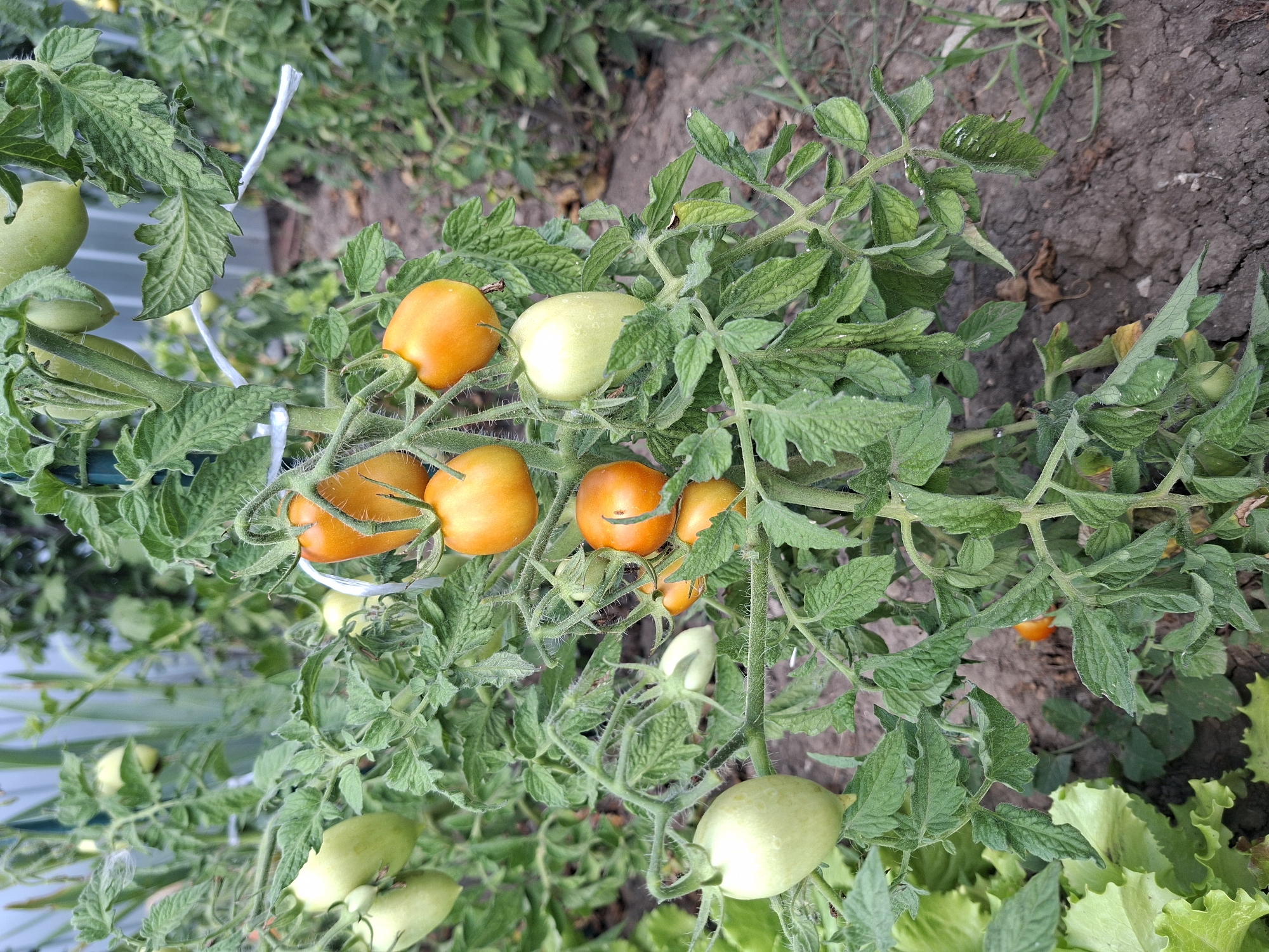 A medium shot shows a tomato plant with ripening fruit in an outdoor garden setting. The plant has green leaves and stems, with some of the tomatoes appearing a pale green while others are a vibrant orange. Several tomatoes are clustered together on the vine. In the background, other garden plants and a fence are visible, along with dry soil. The scene appears to be located in Gorkovskiy, Russia, based on the provided context, though this cannot be visually confirmed from the image alone. No people or animals are present.