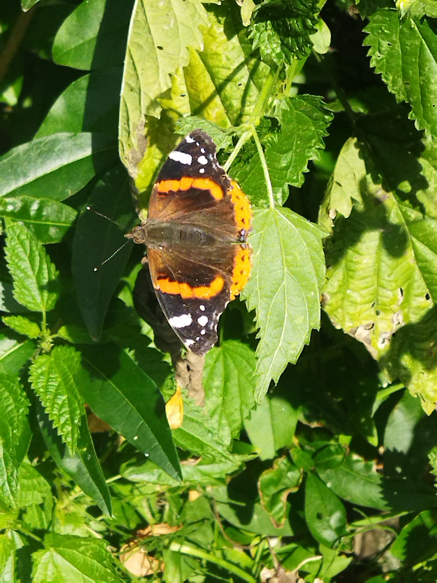 A Red Admiral butterfly is perched on a leafy green plant. The butterfly's wings are a striking combination of dark brown, orange, and white markings. The plant features serrated green leaves with some yellowing and browning on the edges. The background is filled with more green foliage, suggesting an outdoor natural setting. The lighting indicates it is daytime, with shadows cast by the leaves. The location is the Кіраўскі сельскі Савет, Belarus.