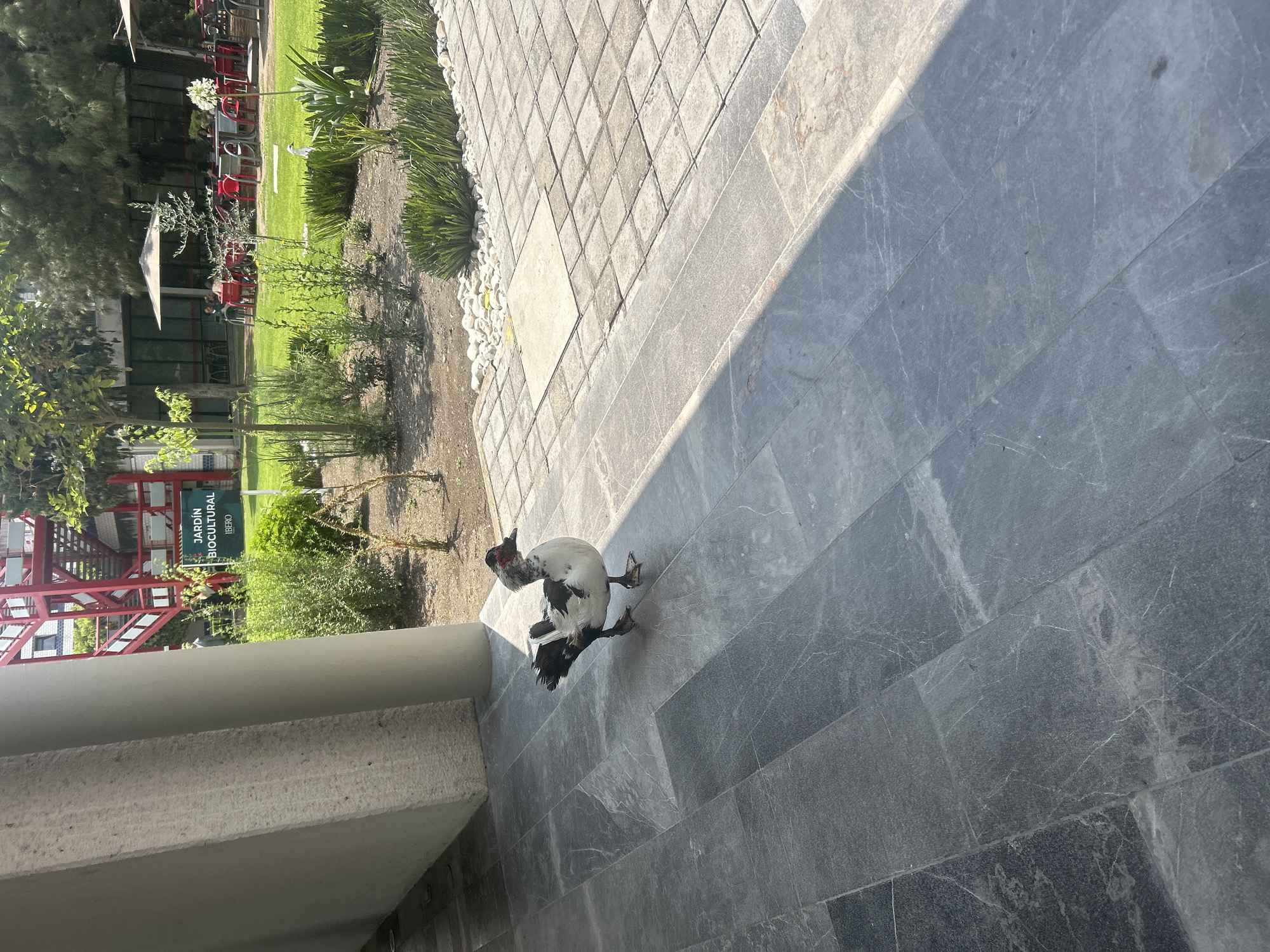The image shows a Muscovy duck standing on a gray tiled surface. To the left, there is a concrete pillar and greenery. In the background, there are buildings, including a red structure, and a sign that reads "JARDÍN BIOCULTURAL IBERO". The location is Jardín Biocultural Ibero in an unknown city in an unknown country.