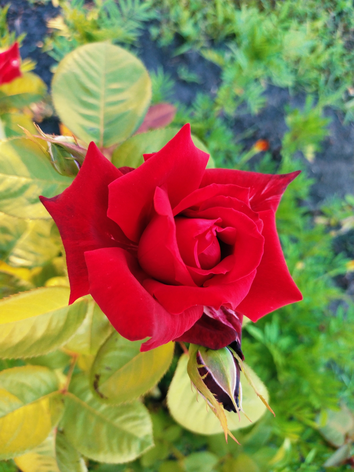 A close-up, high-angle shot captures a vibrant red rose in full bloom, its velvety petals unfurling with intricate layers. To the lower right, a rosebud, still tightly closed, showcases dark green sepals tinged with red. The rose's foliage, a mix of yellow and green leaves, surrounds the bloom, some leaves showing subtle veining. The background is a soft blur of green grass and darker soil, suggesting an outdoor setting. The image does not contain any discernible human subjects or actions. The environment appears to be a garden or park. There is no specific information about the location within Horishni Plavni, Ukraine.