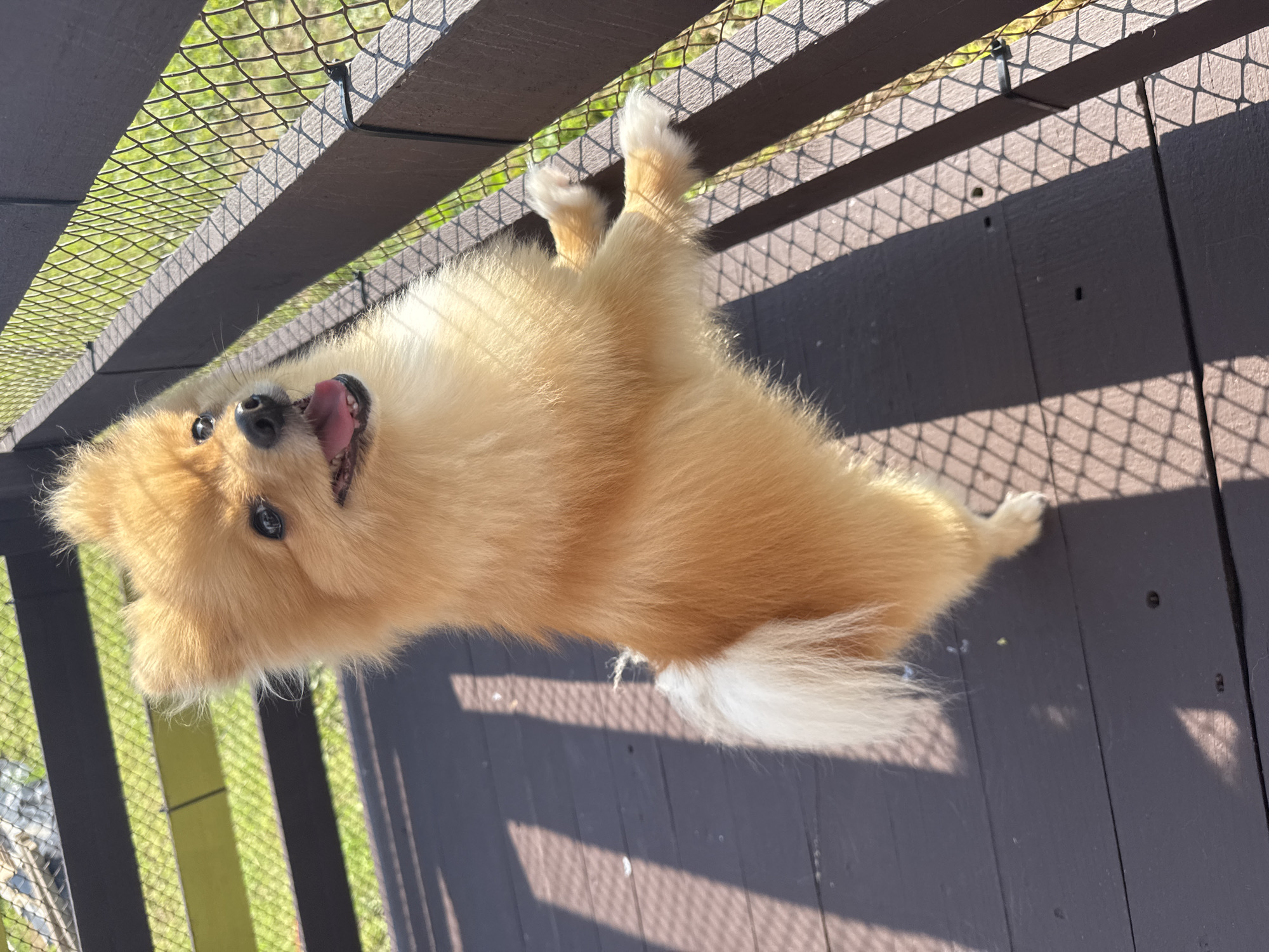 A light brown Pomeranian dog stands on its hind legs, leaning on a dark brown wooden railing with a wire mesh fence. The dog's front paws are on the railing, and its head is turned towards the viewer with its mouth open and tongue visible. The dog has fluffy fur, alert eyes, and a bushy tail. The background shows a green grassy area and some wooden structures. The scene appears to be outdoors on a sunny day. This image does not provide any information about the location in the city of Zav'yalovo, Russia.