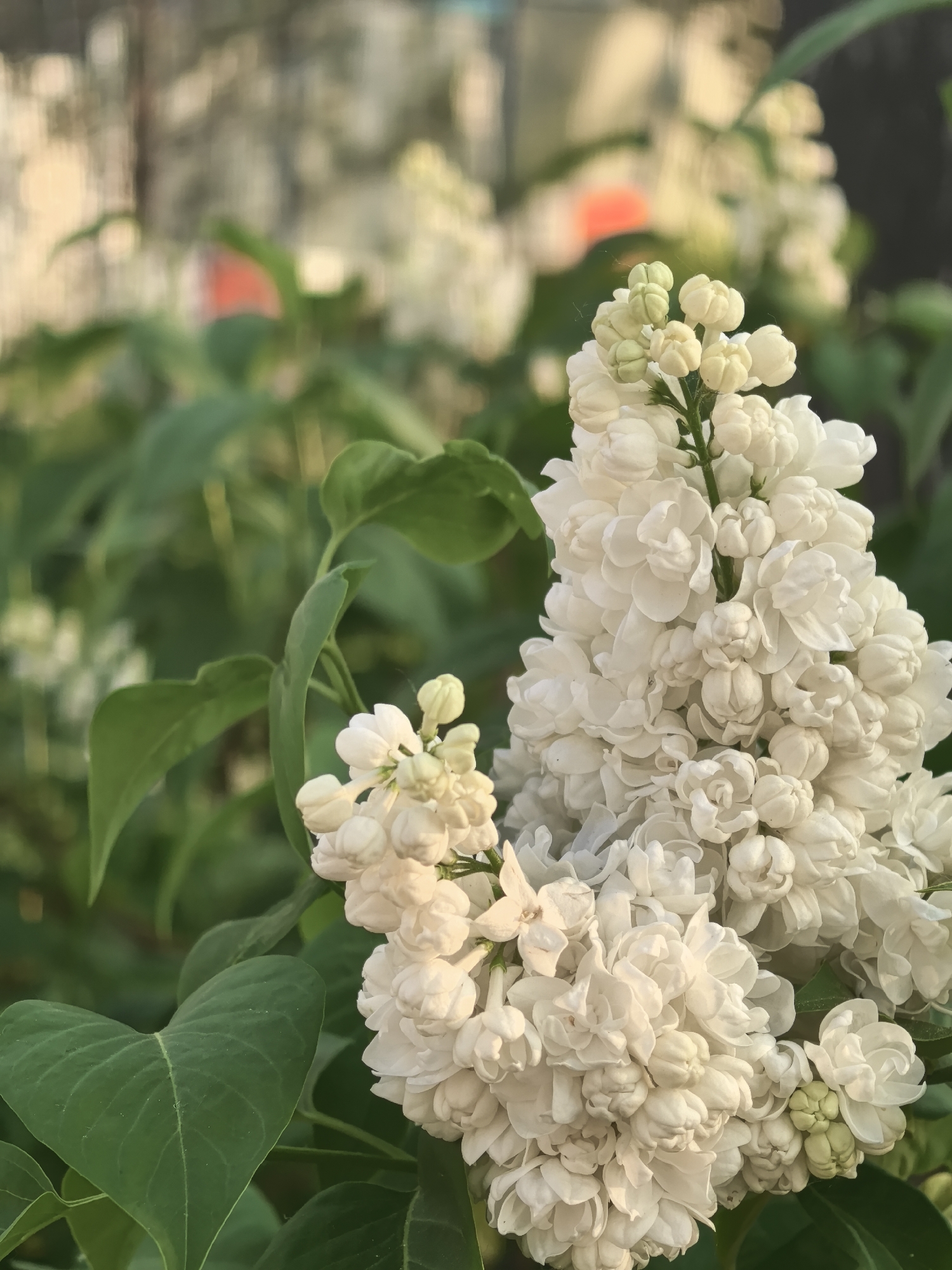 A close-up photograph shows a cluster of white lilac blossoms with green leaves. The flowers are tightly packed and partially open. The image is likely taken in an outdoor setting with natural light. The location is unspecified, but the prompt mentioned Perm, Russia. There are no people or actions visible in the image.