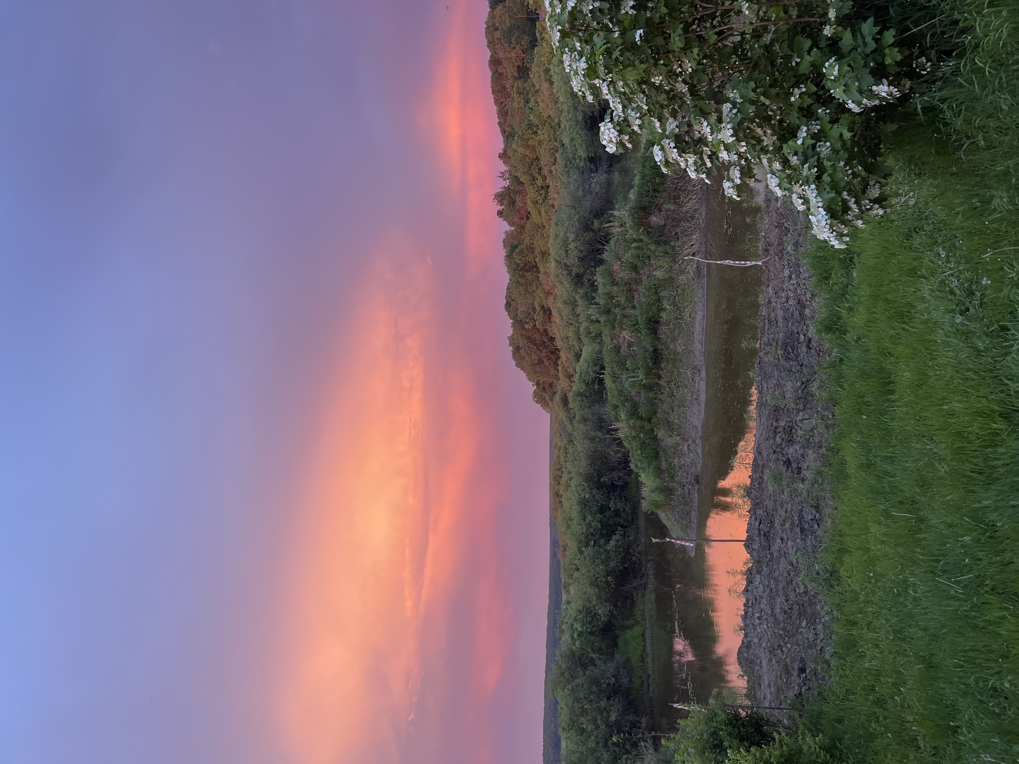The image depicts a serene natural landscape at dusk, featuring a vibrant sky painted with hues of pink, orange, and purple, indicative of a sunset or sunrise. The sky transitions from a soft lavender at the top to a brilliant coral and rose at the horizon. Below, a body of water, possibly a pond or a slow-moving river, reflects the colorful sky. The water is bordered by a vegetated embankment with lush green foliage, including trees and bushes. In the foreground, there is a grassy area with some patches of exposed soil and two small, sparsely placed white flags or markers in the water. A flowering bush with white blossoms is prominently situated on the right side of the frame, adding a touch of delicate beauty to the scene. The overall atmosphere is tranquil and picturesque, suggesting a rural or undeveloped natural setting. The location is specified as Маяк, Russia.
