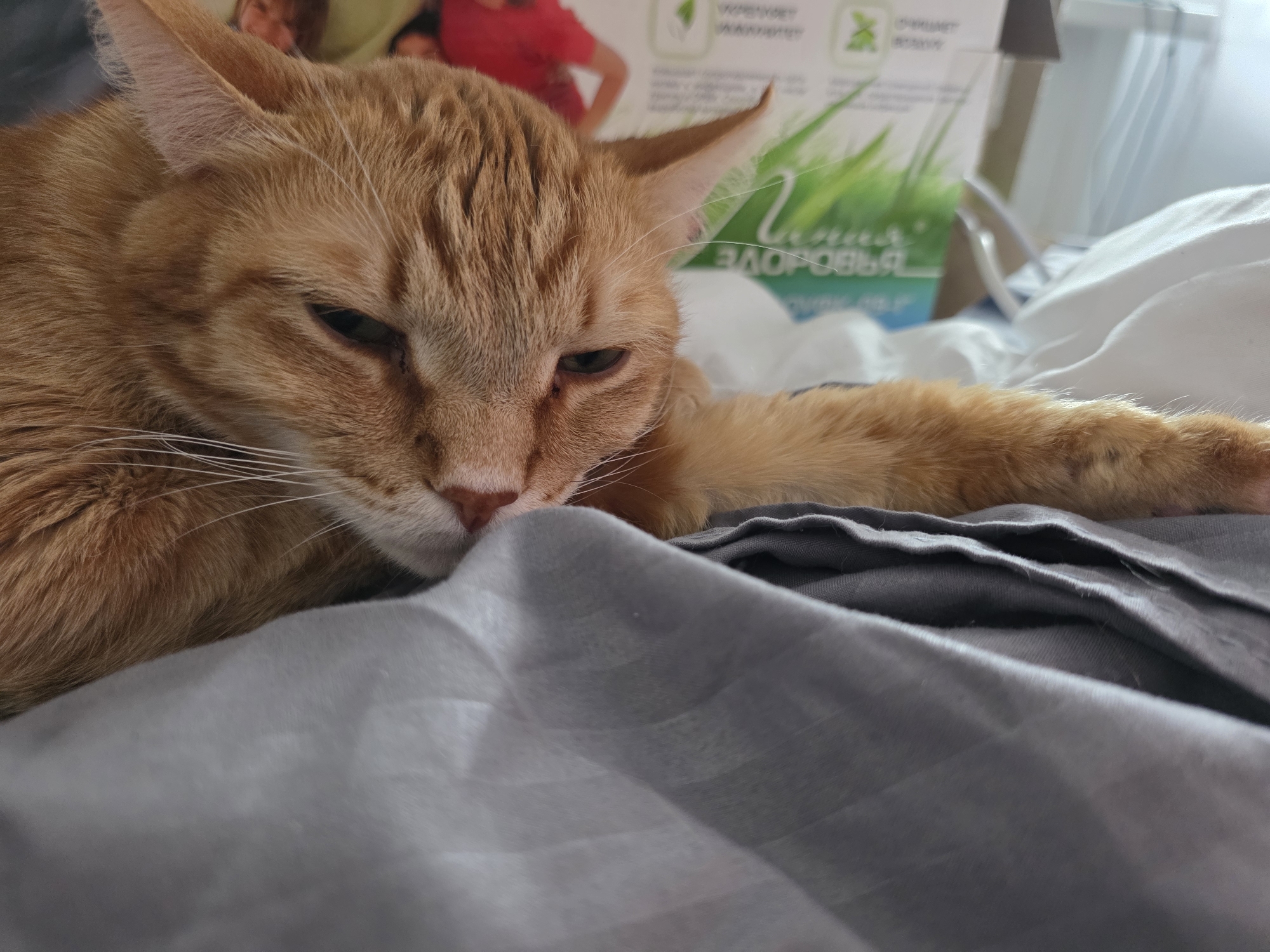 A ginger tabby cat rests on a gray fabric surface, possibly a bed or blanket. The cat's head is in the foreground, with its body extending toward the upper right. The cat appears relaxed or sleepy, with its eyes partially closed. In the background, there is a box with Russian text and a green plant, suggesting the cat is indoors. I cannot confirm the location in Chaikovsky, Russia.