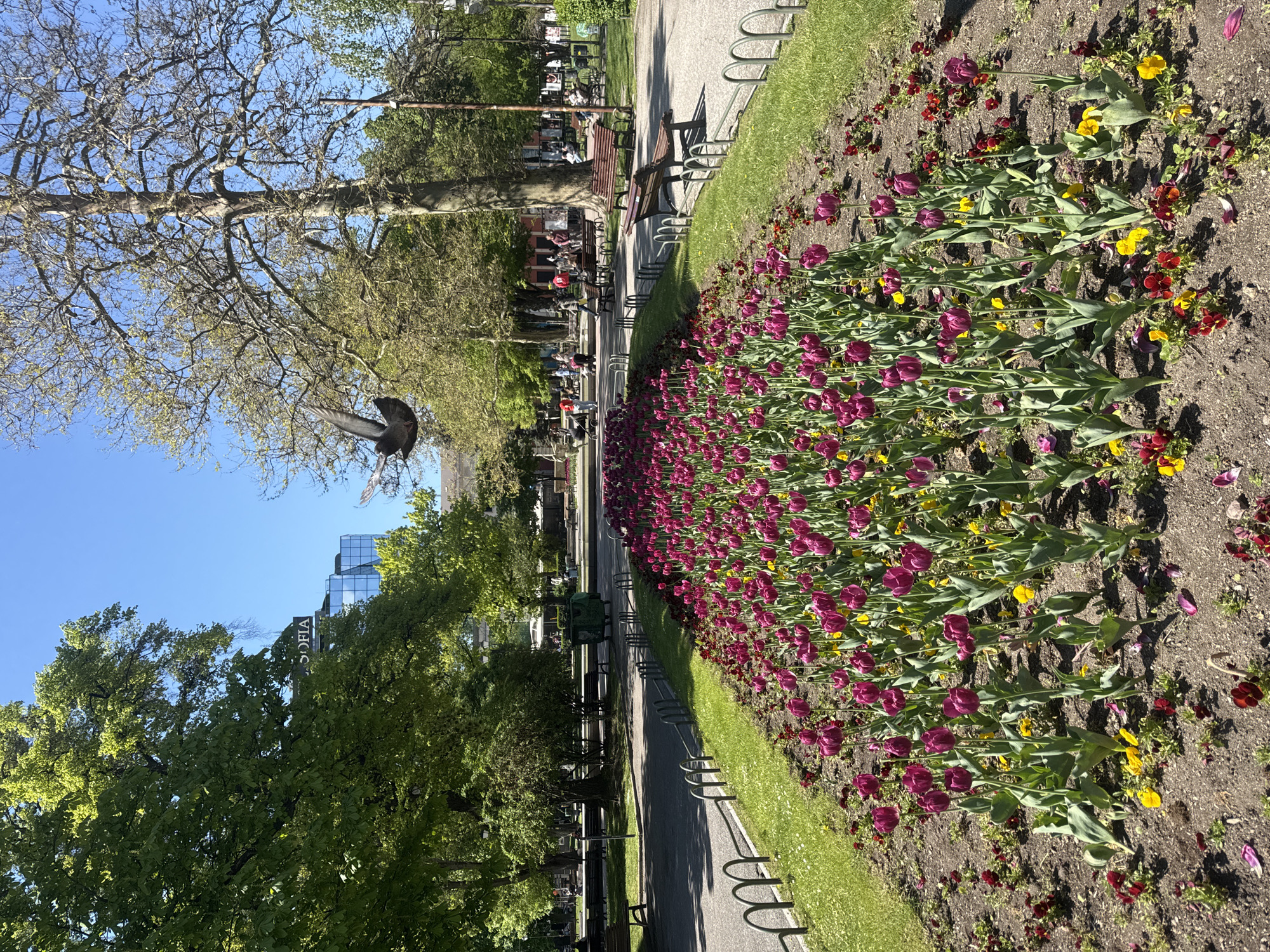 The image shows a park in Sofia, Bulgaria. A flowerbed filled with purple tulips and yellow pansies runs along a paved pathway. A grassy strip separates the flowerbed and pathway. Bike racks are placed along the side of the pathway. Benches line the opposite side of the pathway, where people are sitting and interacting. Trees line the left side of the image, partially obscuring buildings in the background. The sky is clear and blue. A bird is flying in the middle of the image.