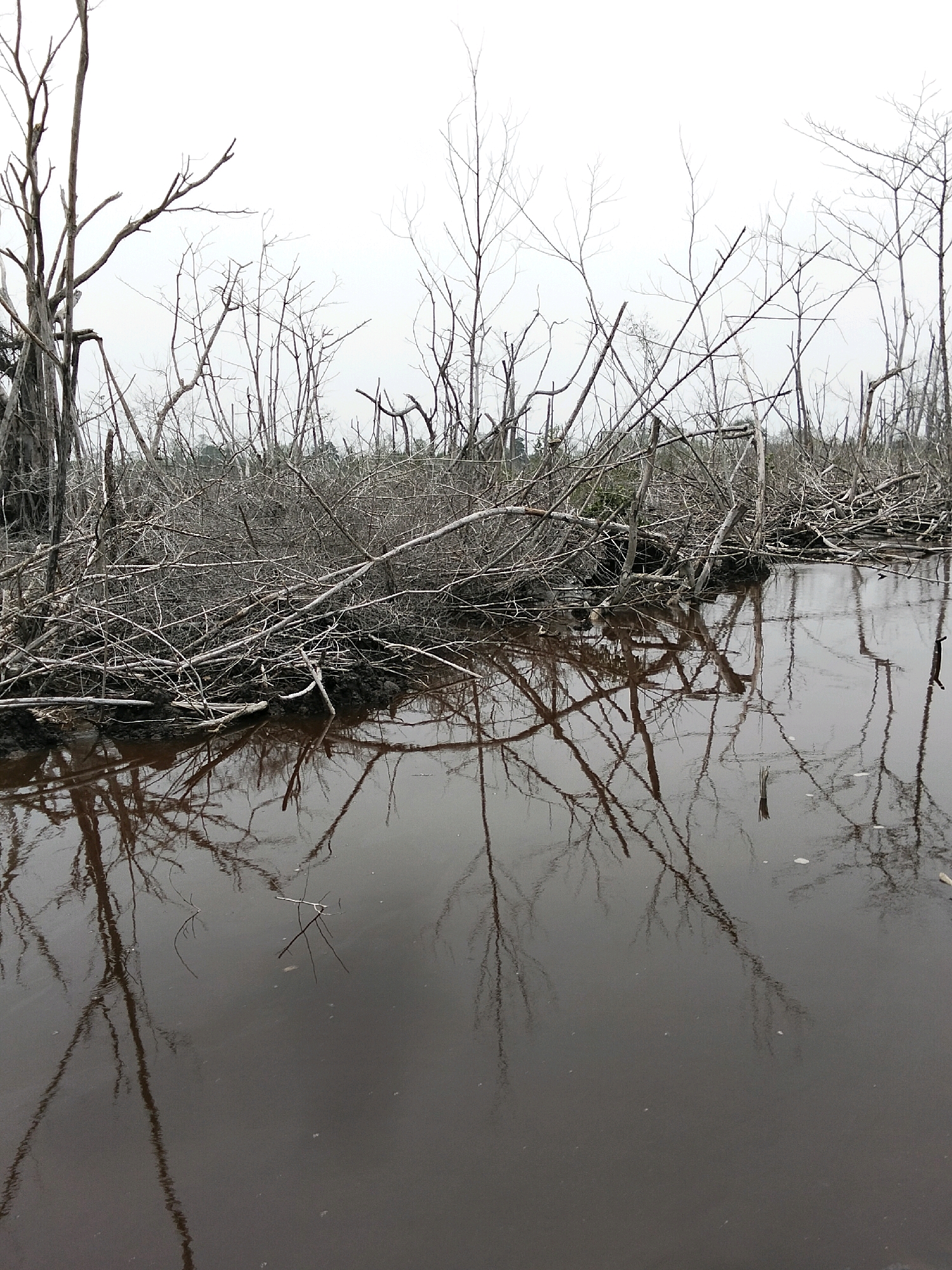 A waterlogged landscape in Teluk Pambang, Indonesia, is depicted with skeletal trees and tangled branches. The water is dark and reflective, mirroring the stark, leafless branches that jut out from the murky ground. The sky is overcast and pale, contributing to the somber and desolate atmosphere. The scene appears to be a wetland or marsh, possibly a mangrove area, where trees have died, leaving behind a stark and woody skeletal remains. There are no people visible in the image, and the focus is solely on the natural environment.