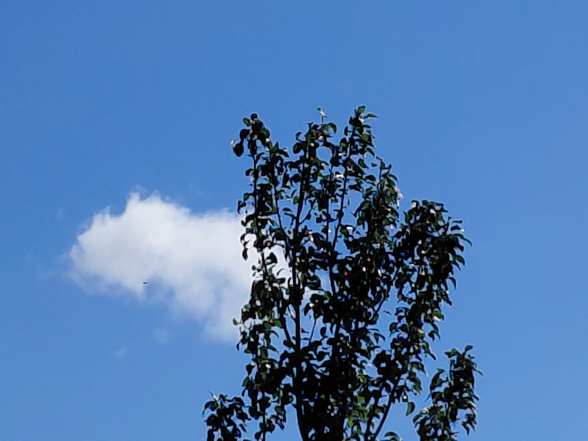 The image shows a clear blue sky with a few white clouds. In the foreground, the top branches of a tree with dark green leaves are visible against the sky. On the left side of the image, a small, dark, elongated object is visible in the sky, possibly a bird or an insect. The image does not provide any information about the city of Novokuybyshevsk, Russia, or any specific location within it. There are no people or explicit actions depicted. The scene is a natural outdoor environment.