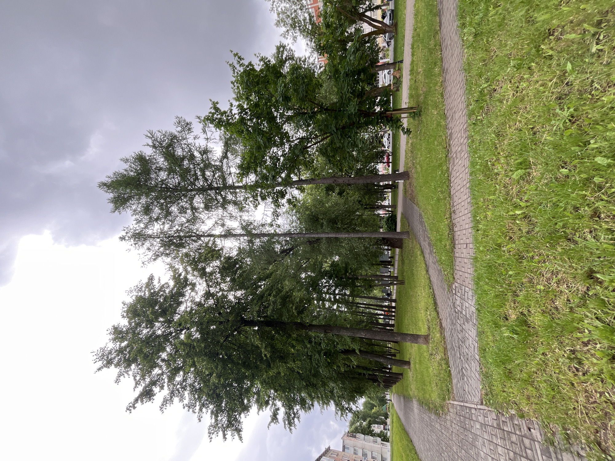 The image depicts an outdoor urban landscape, likely a park or a wide boulevard in Chaikovsky, Russia, captured on an overcast day.
The foreground features a well-maintained paved pathway made of light grey interlocking pavers, curving gently from the lower left towards the upper right of the frame. To the right of this path is a strip of green grass, appearing somewhat natural and slightly unkempt in places, indicating a communal green space.
Dominating the midground are numerous tall, leafy trees, forming a dense line parallel to the pathway. These trees have dark trunks and full canopies of green foliage, some reaching high into the sky. Their presence suggests a mature tree-lined street or park.
In the background, behind the line of trees, glimpses of multi-story residential buildings, likely apartment blocks, are visible. Several parked cars can also be seen along what appears to be a street or parking area adjacent to the buildings. The architecture of the buildings is typical for post-Soviet era structures.
The sky is heavily overcast with uniform grey clouds, indicating cloudy weather and a subdued, diffused light throughout the scene. There are no people visible in the image, suggesting a quiet moment. No visible text is present. The overall atmosphere is calm and a bit somber due to the cloudy conditions.