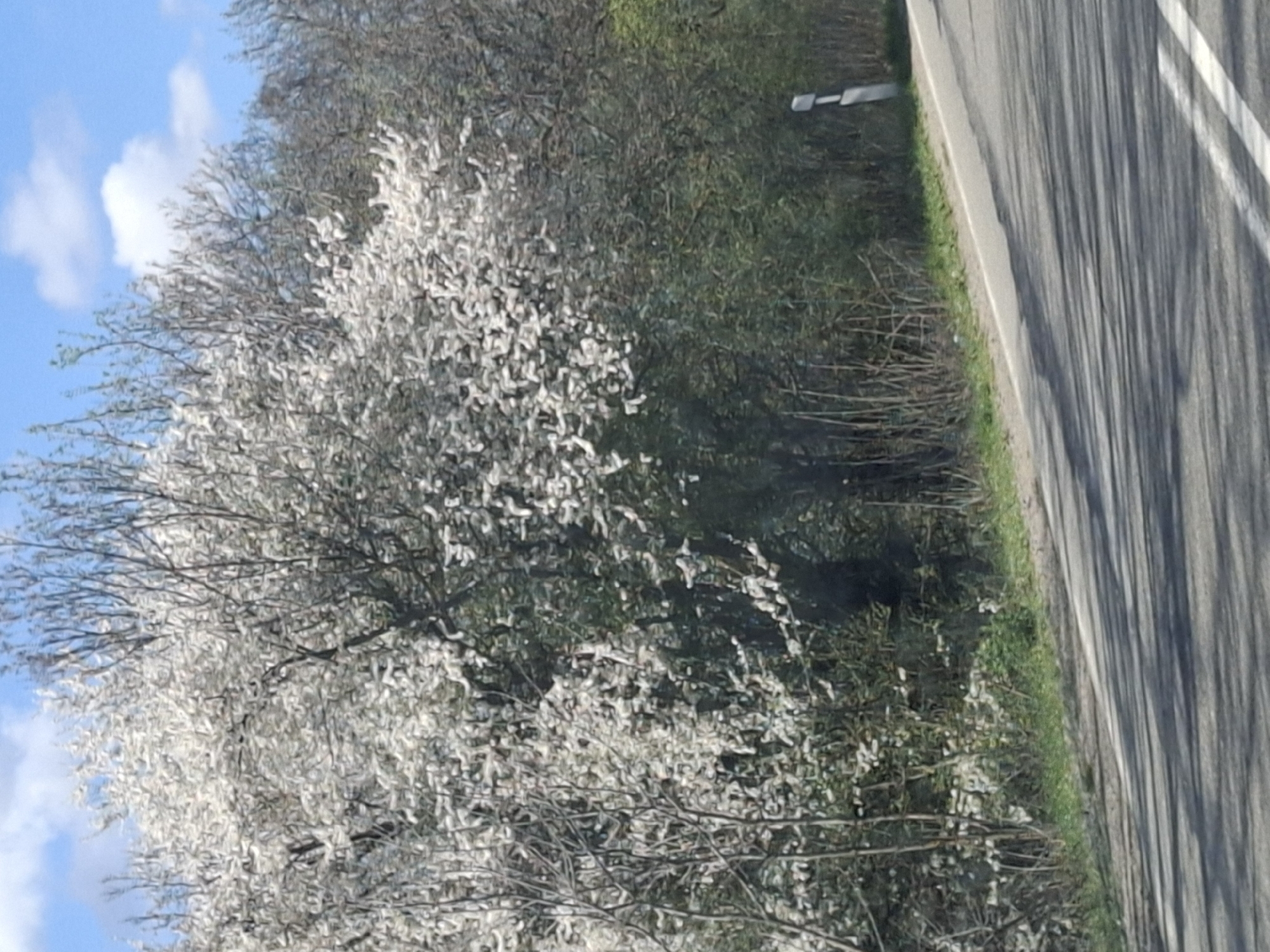 The image shows a blossoming tree next to a road. The tree is full of white flowers. The road has two white lines painted on it. The sky is blue with some white clouds. The location is likely near Studeno Buche, Bulgaria, given the prompt context. There are no visible people, specific subjects, or interactions depicted in the scene. The environment consists of trees, a road, and the sky.
