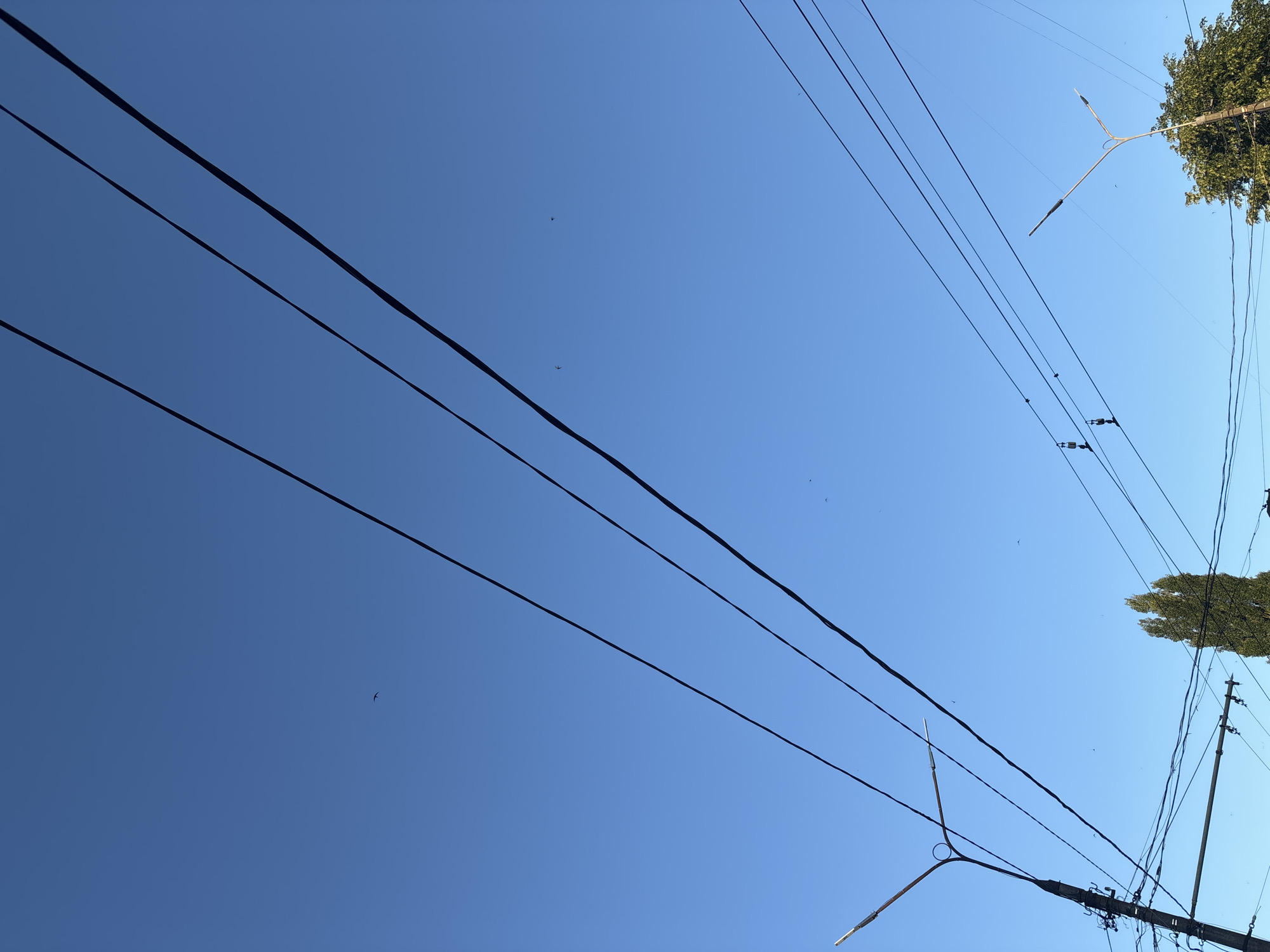 The image depicts a clear, bright blue sky over an urban environment in Bila Tserkva, Ukraine. Three parallel, dark power lines stretch diagonally across the upper portion of the frame. Below these, additional wires crisscross the scene, some suspended from poles. On the left, a utility pole with a street lamp is visible, its arm angled upwards and to the right. Further down and to the right, another street lamp is mounted on a pole partially obscured by trees. A tall, slender tree with green foliage stands prominently in the middle ground, with another leafy tree to its right. Several small, dark figures, likely birds, are scattered throughout the sky. One bird is clearly visible in the upper left quadrant, and two more are in the center-left. A few other faint specks, also possibly birds or insects, are present in the sky. The overall impression is an ordinary urban scene with overhead electrical infrastructure against a serene sky.
