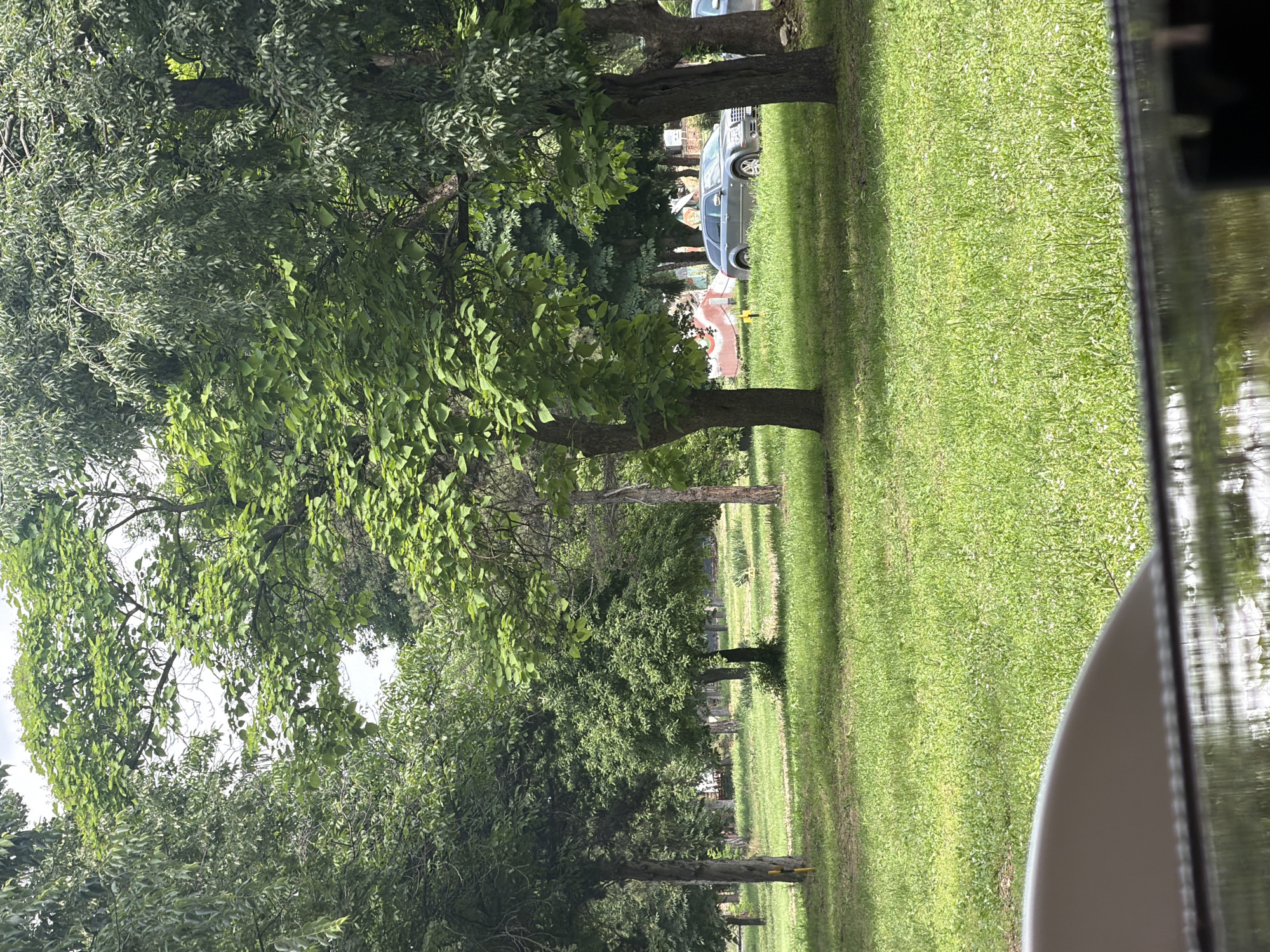 The image depicts a grassy area with trees, likely a park or cemetery, as indicated by a few visible gravestones in the distance. A car is parked on the grass between the trees, and part of a vehicle's interior is visible in the foreground. The location may be Dolna Mitropolia, Bulgaria, but there are no explicit signs or features to confirm this.
