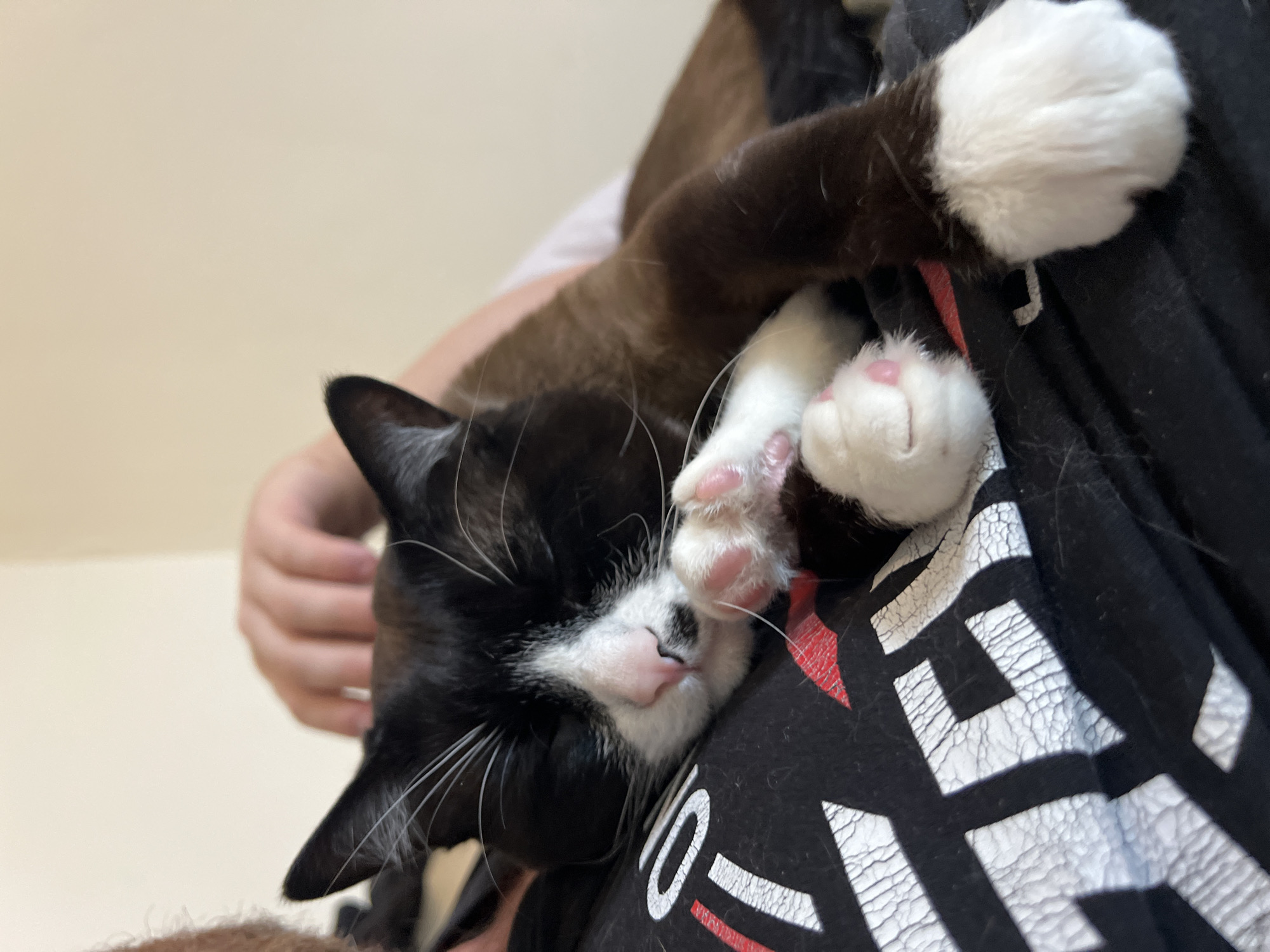 A close-up captures a black and white cat resting on a person's chest. The cat is predominantly black with white markings on its face and paws. Its eyes are closed, and its pink toe beans are visible on one of its paws. A brown cat is slightly visible in the background. The person is wearing a black t-shirt with a faded white graphic design and red accents. The background is a plain light beige wall. No information is available regarding the city of Noviy, Russia.