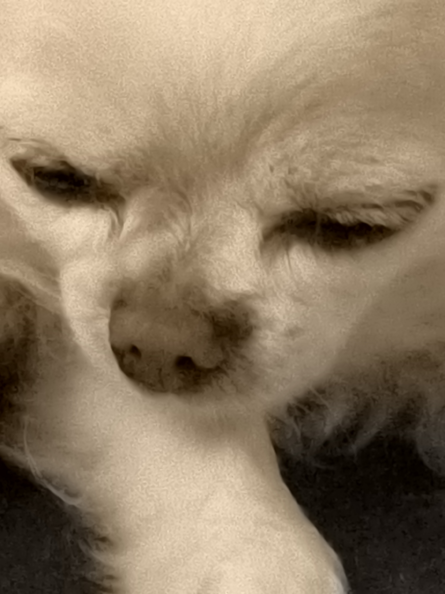 This is a close-up, overhead shot of a small, light-colored dog, possibly a Pomeranian or similar breed, with its eyes closed and its head resting on its paw. The dog's fur is fluffy and appears to be a pale cream or white color. The lighting is soft, casting subtle shadows that highlight the contours of the dog's face, including its nose and the fur around its eyes. The background is dark and out of focus, suggesting the dog is lying down on a soft surface. There is no indication of the city of Klaipėda, Lithuania, or any specific location within it.