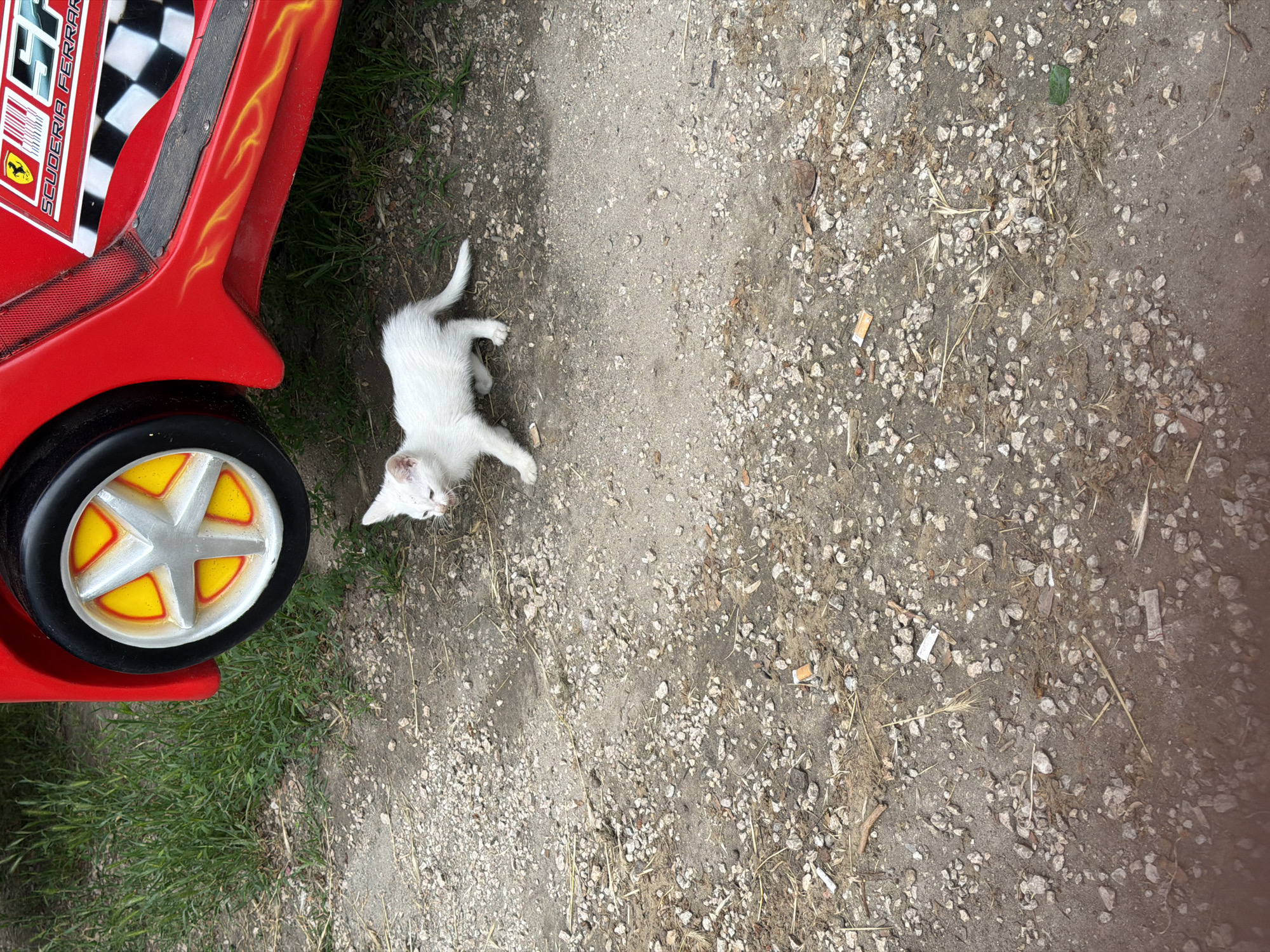 A small white kitten walks on a gravelly path beside a red toy car. The toy car has a wheel with yellow and silver spokes and features "Scuderia Ferrari" branding. The ground is a mix of dirt, gravel, and some dried vegetation. Green grass is visible to the left of the toy car. The scene appears to be outdoors in a residential or recreational area. There are no people visible in the image. The kitten is the primary subject, shown mid-stride.