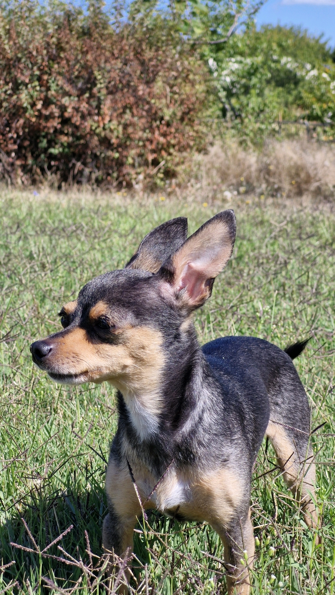 A small, black and tan dog with large ears stands in a grassy field. The dog is facing to the left of the frame, with its head turned slightly towards the viewer. The background consists of a blurred area of bushes and trees, with a bright blue sky visible above. The ground is covered in green grass and some dry, brown vegetation. There are no people or man-made objects visible in the image. The scene appears to be a natural outdoor environment, likely in a rural or suburban area. The location is identified as Serhiivka, Ukraine.