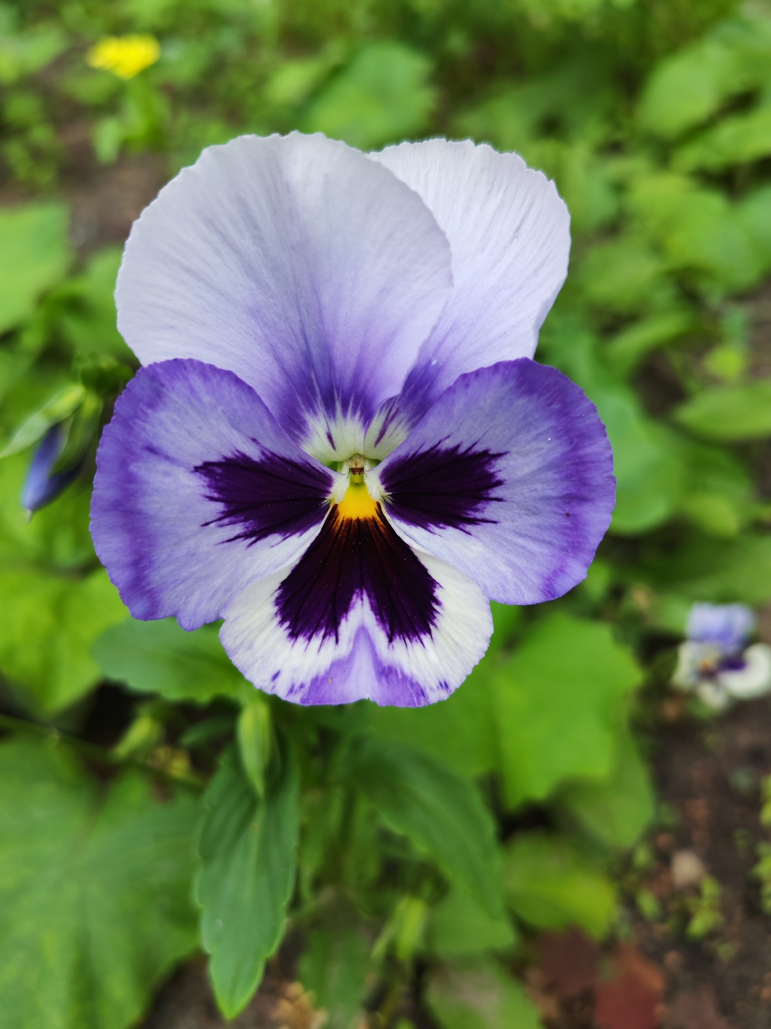 This is a close-up, eye-level, vertical shot of a single pansy flower in bloom. The flower is the main subject, with its delicate petals in shades of white, light purple, and dark purple. The center of the flower features a bright yellow stamen. The petals have fine, textured lines visible on their surfaces.
The flower is surrounded by lush green foliage, which is slightly blurred, creating a bokeh effect that emphasizes the sharp detail of the pansy. In the background, there are hints of other plants and possibly some soil, suggesting an outdoor garden setting. A small, unopened purple bud is visible to the left of the main flower, and another partially bloomed pansy can be seen out of focus in the lower right corner.
The lighting appears to be natural daylight, casting a soft illumination on the flower. The overall mood is serene and natural, highlighting the beauty of the flower. There is no visible text in the image. The scene suggests a peaceful day in a garden, possibly during spring or summer when pansies are in full bloom.