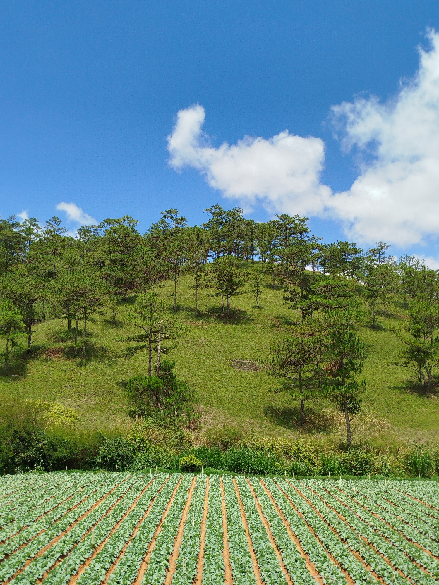 The image depicts a landscape in Lạc Dương, Vietnam. In the foreground, a field of crops grows in neat rows. Behind the field, a grassy hill slopes upward, dotted with scattered pine trees. The treeline at the top of the hill is denser. Above, a blue sky is sparsely populated with white clouds. There are no people visible.