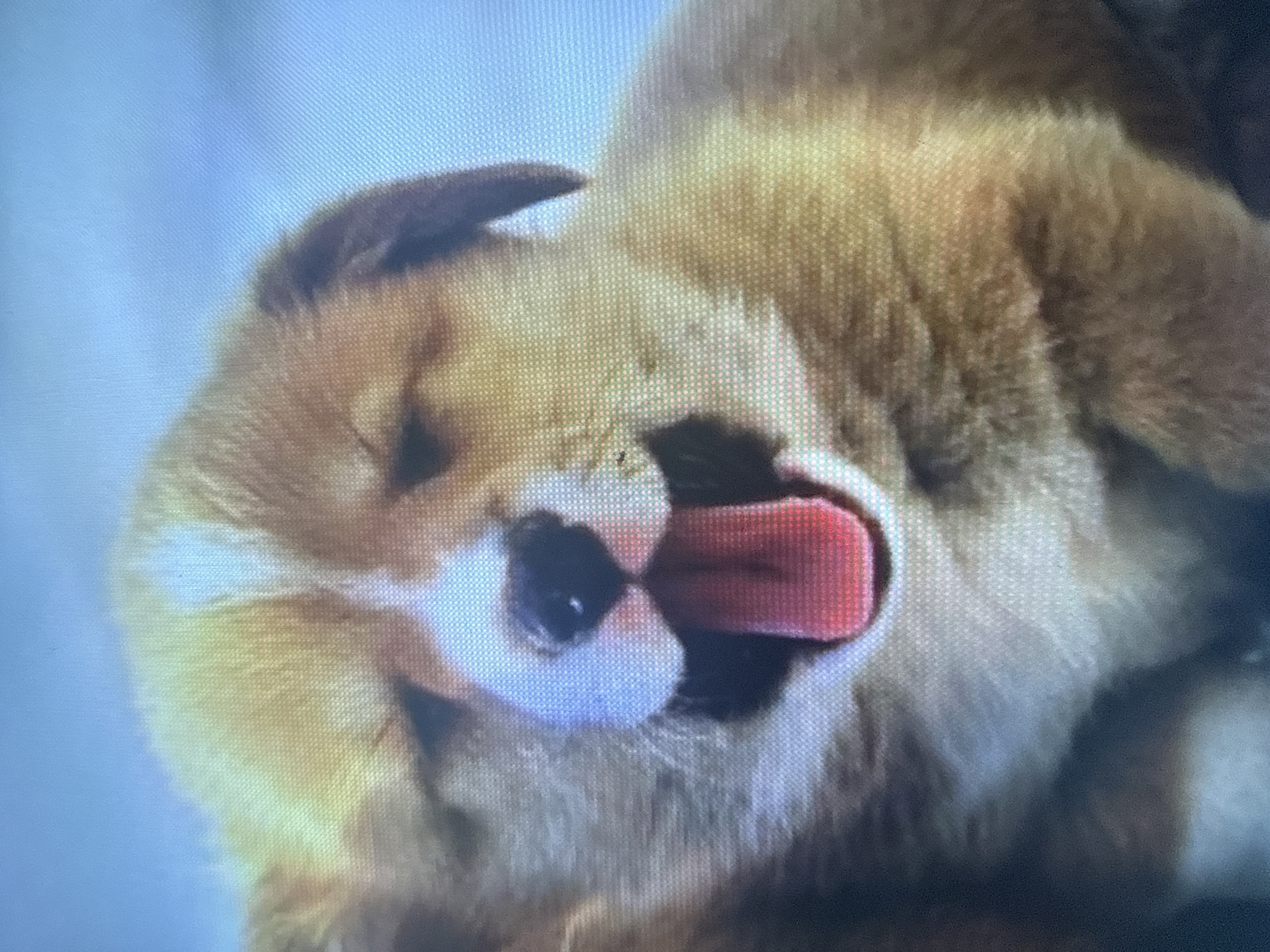 The image shows a close-up of a puppy's face. The puppy has light brown and white fur, with its mouth open and tongue sticking out. It appears to be yawning or panting. The background is a blurry, light blue color, suggesting an outdoor setting or a light-colored wall. The image quality is grainy, possibly due to a low-resolution camera or being a screenshot of a video. There is no information present in the image or provided context that connects it to the city of Dykivka, Ukraine.