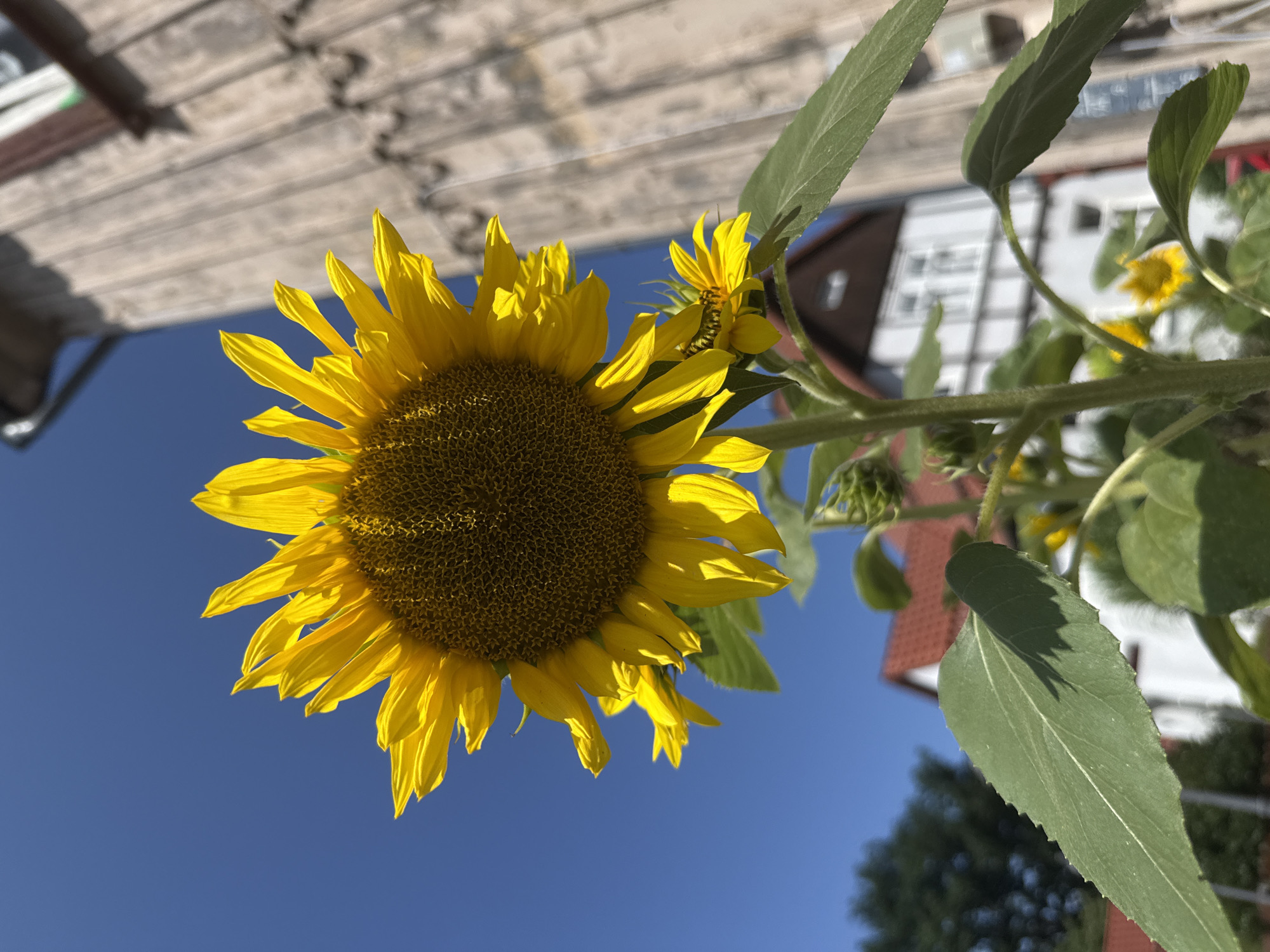 A close-up, low-angle shot shows a large, bright yellow sunflower with a dark brown center in focus against a clear blue sky. The sunflower's petals radiate outwards, some catching the sunlight and appearing translucent. Behind the sunflower, a smaller, less developed sunflower bud is visible to the right. The stalk of the sunflower is thick and green, with large, textured leaves. In the background, out of focus, is the side of a building with weathered, vertical wooden planks. Further in the background, a traditional German half-timbered house with a red tiled roof can be seen. The scene suggests a sunny day in a village setting, possibly in Walkenried, Germany, given the architectural style. There are no people or animals visible in the image.