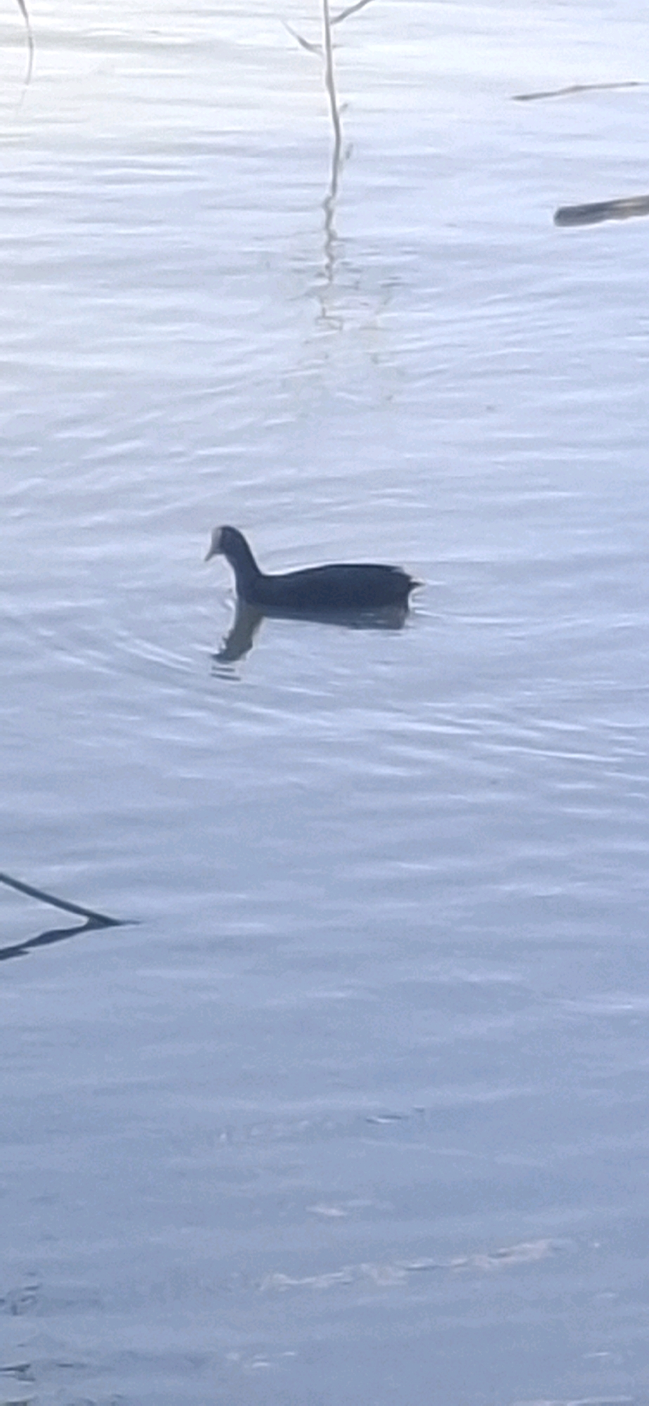 An American Coot swims in the calm, rippling water of a lake in Yeruham, Israel. The bird is dark gray with a white beak and a white patch above its beak. It is swimming from left to right, creating a subtle wake behind it. Reeds or tall grass are visible in the background, some emerging from the water and others just below the surface. The water is a light blue-gray color and reflects the pale sky. The overall scene is tranquil and depicts a natural environment.